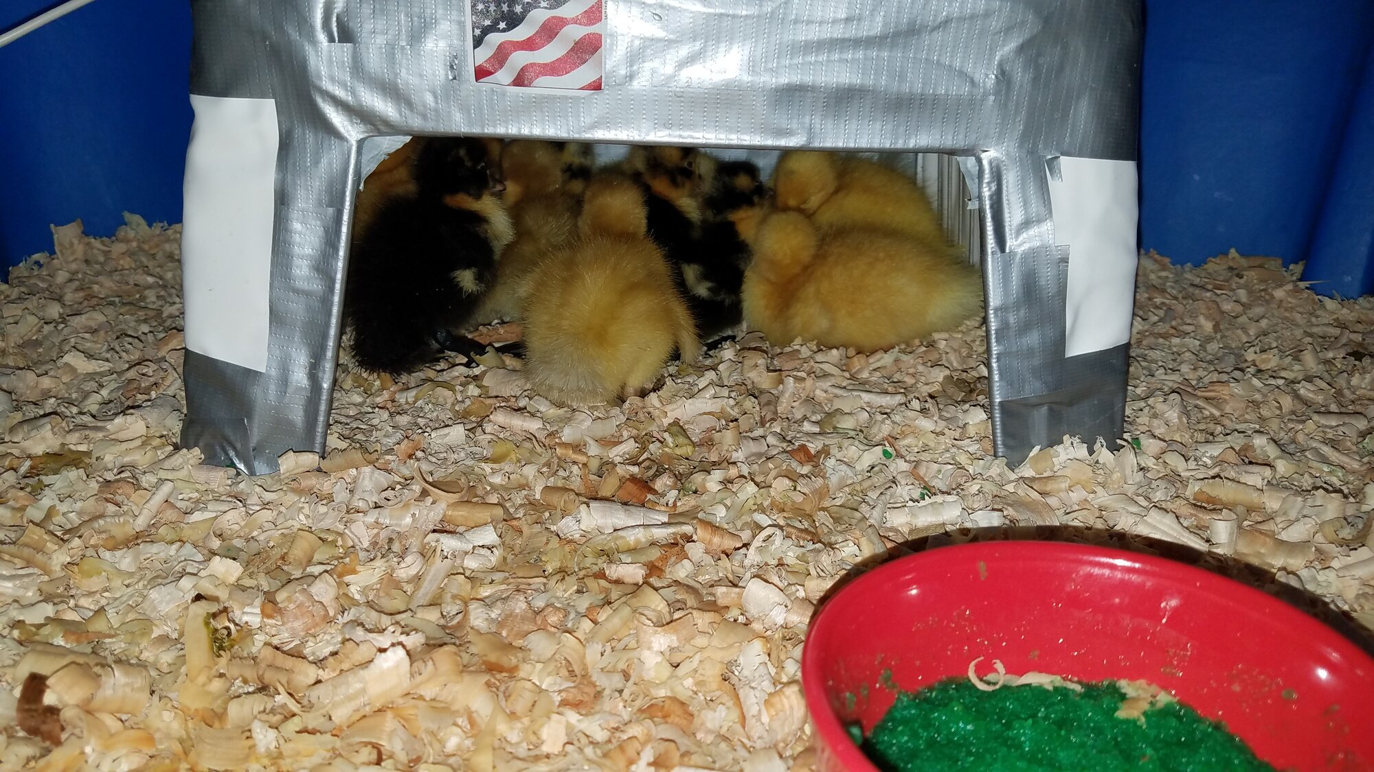 All 15 ducklings in their heat cave