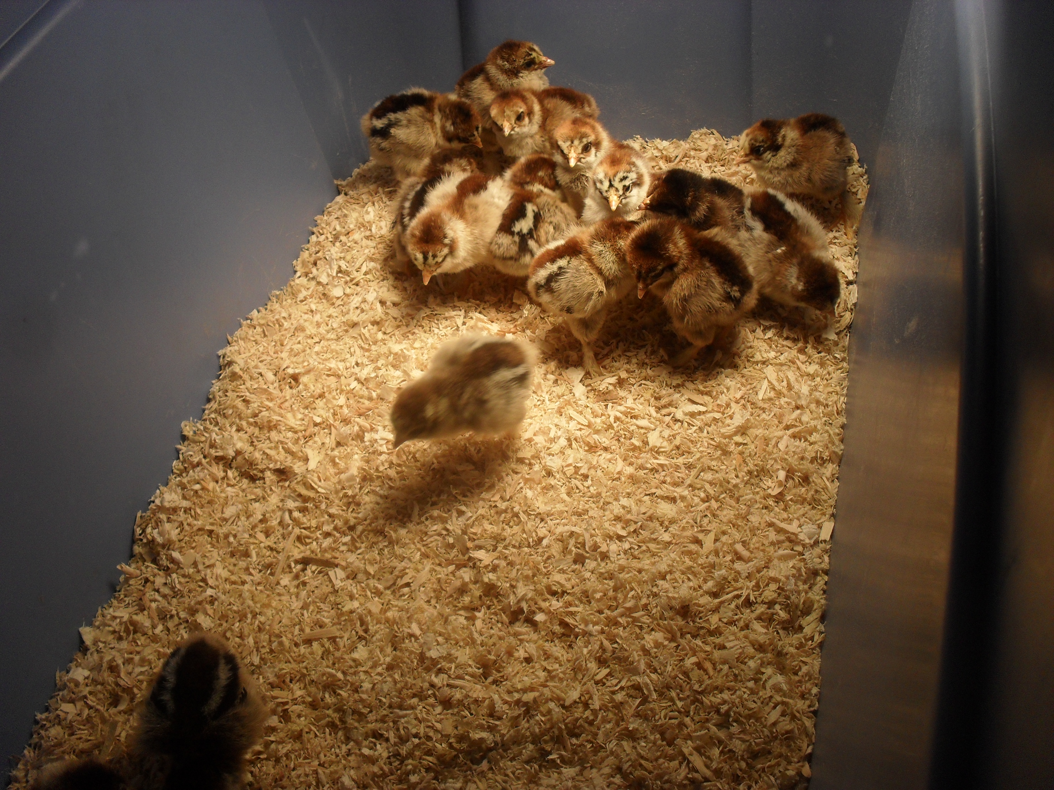 All 16 chicks  exploring