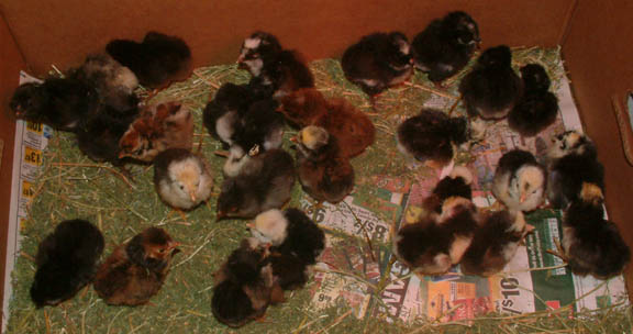 All 28 chicks from Valentine's hatch