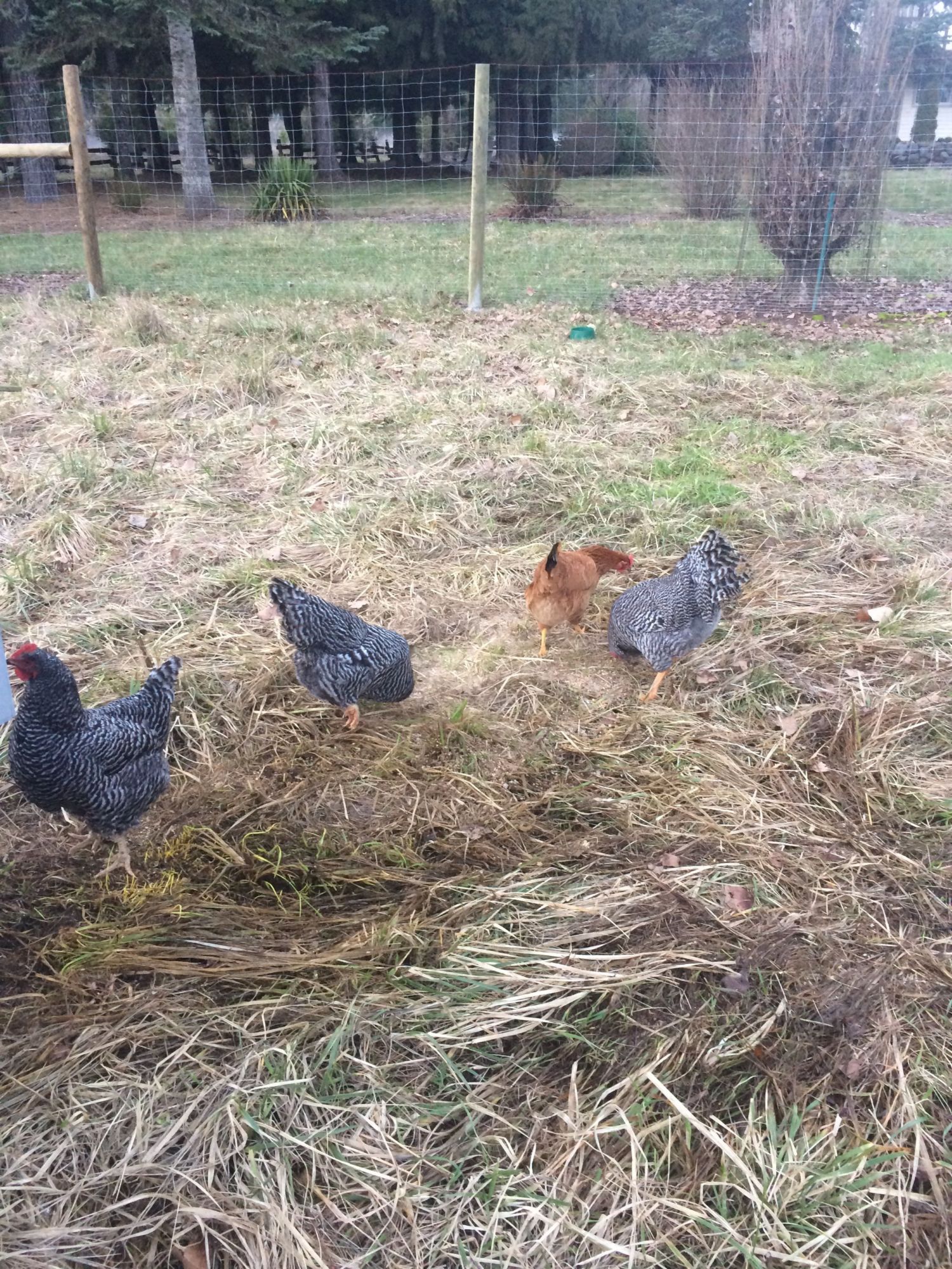 All 3 Barred Rocks + Marilyn, an Ameraucauna!