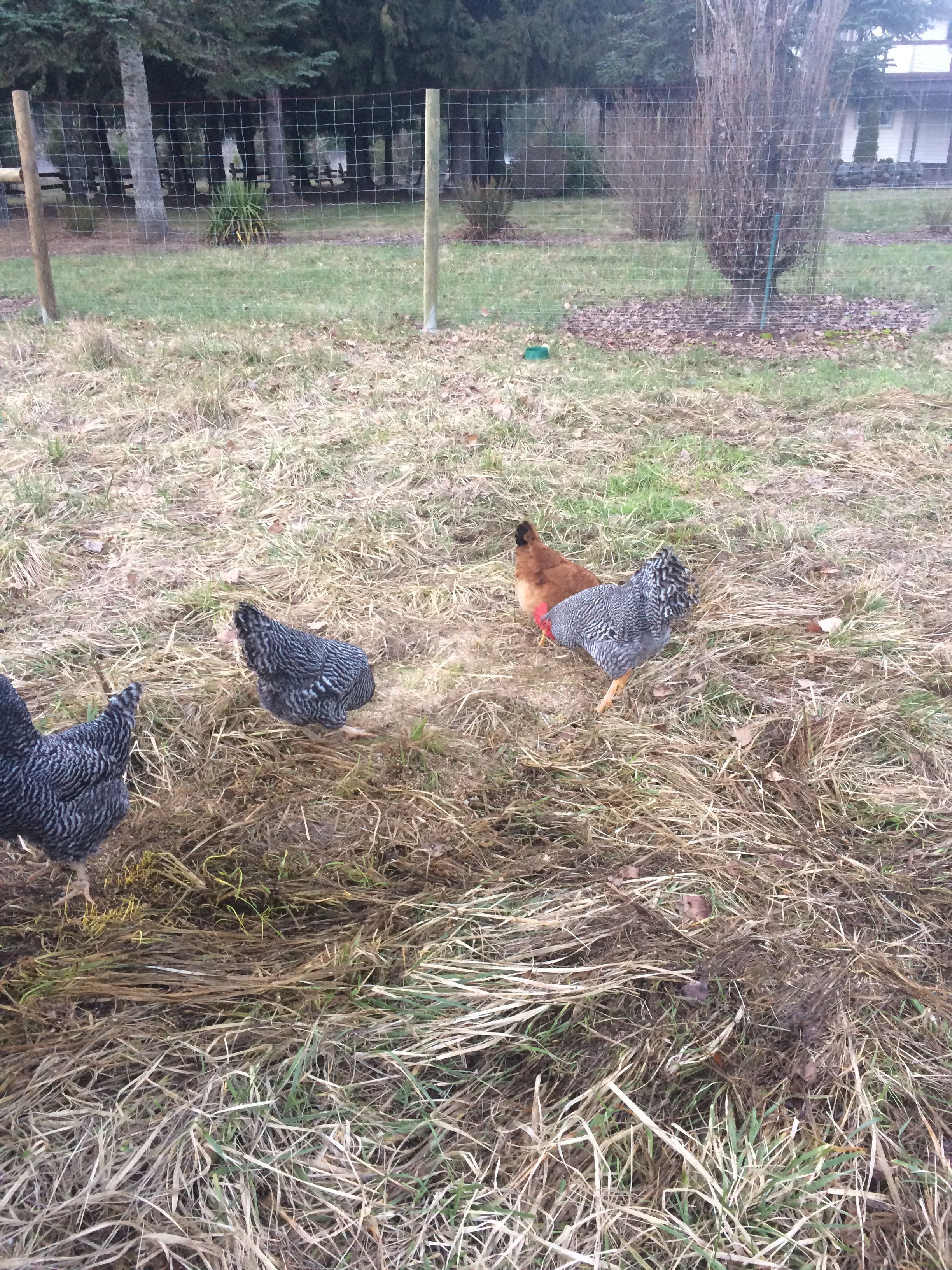 All 3 Barred Rocks + Marilyn, an Ameraucauna!
