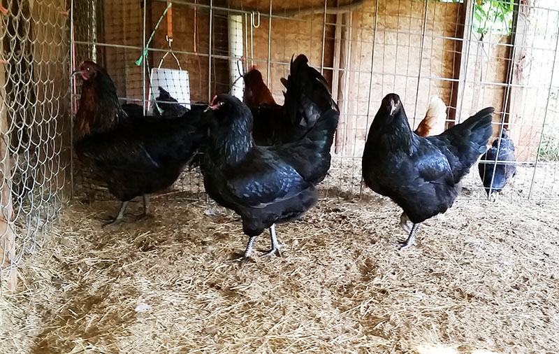 All 3 of our Olive Egger pullets