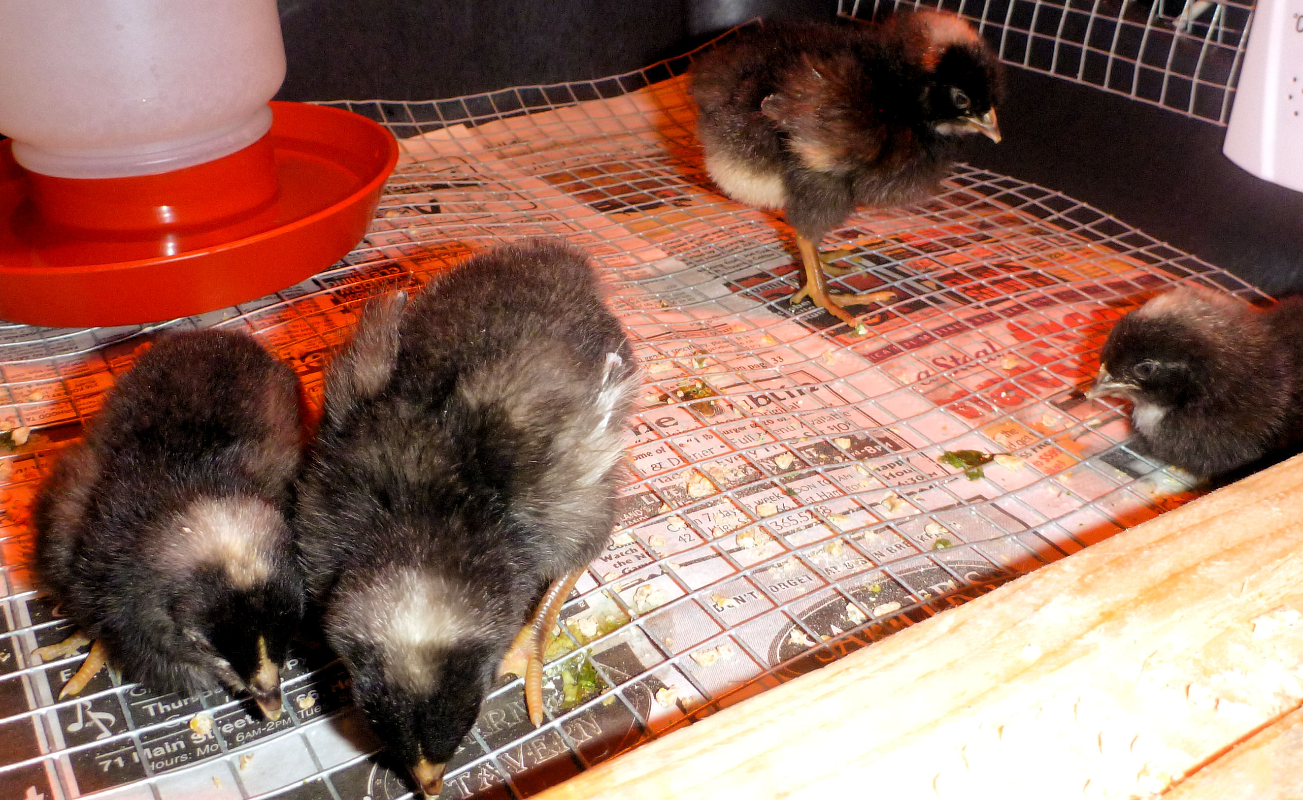All 4 are doing fine.