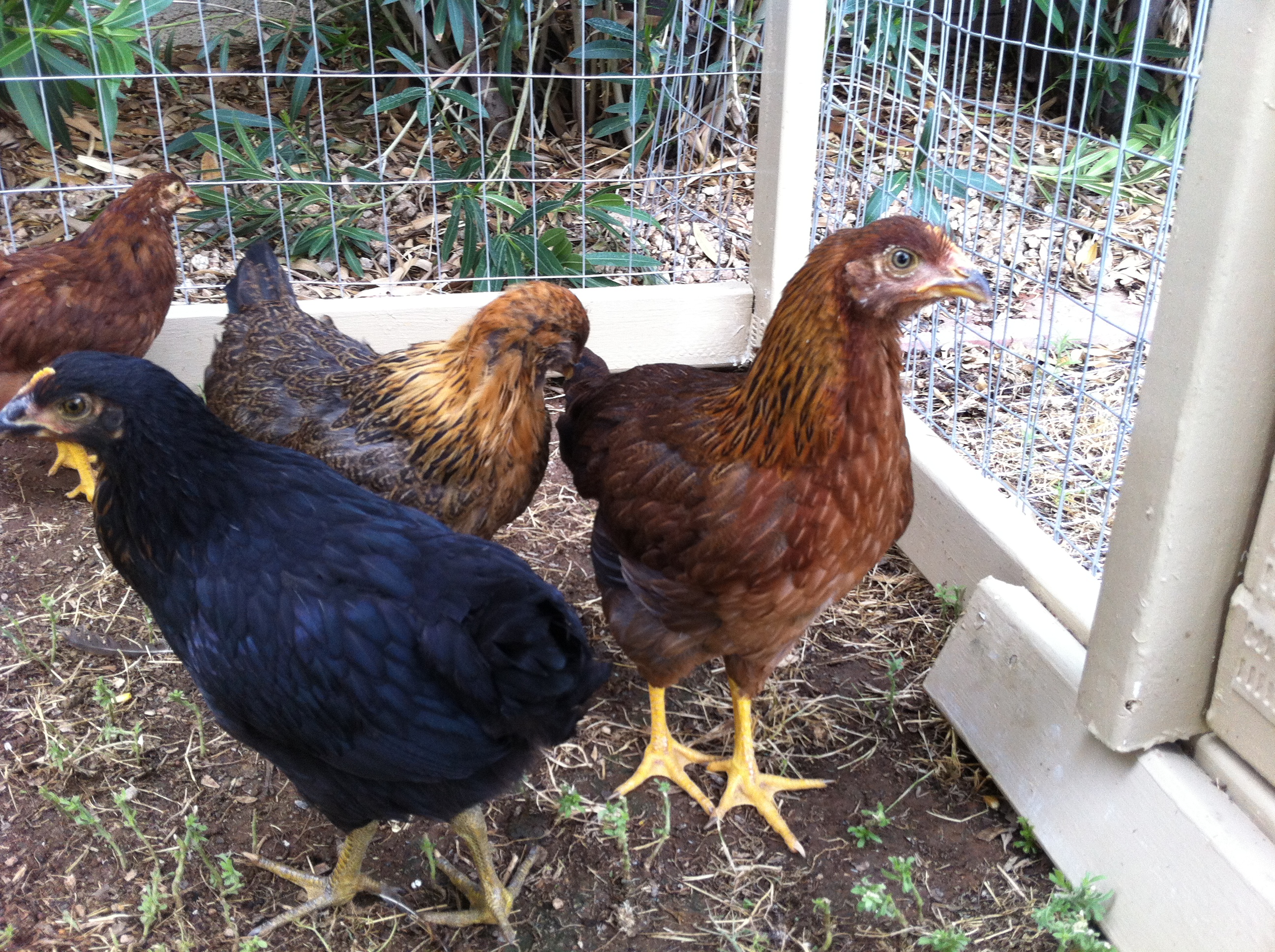 All 4 girls about 2 months