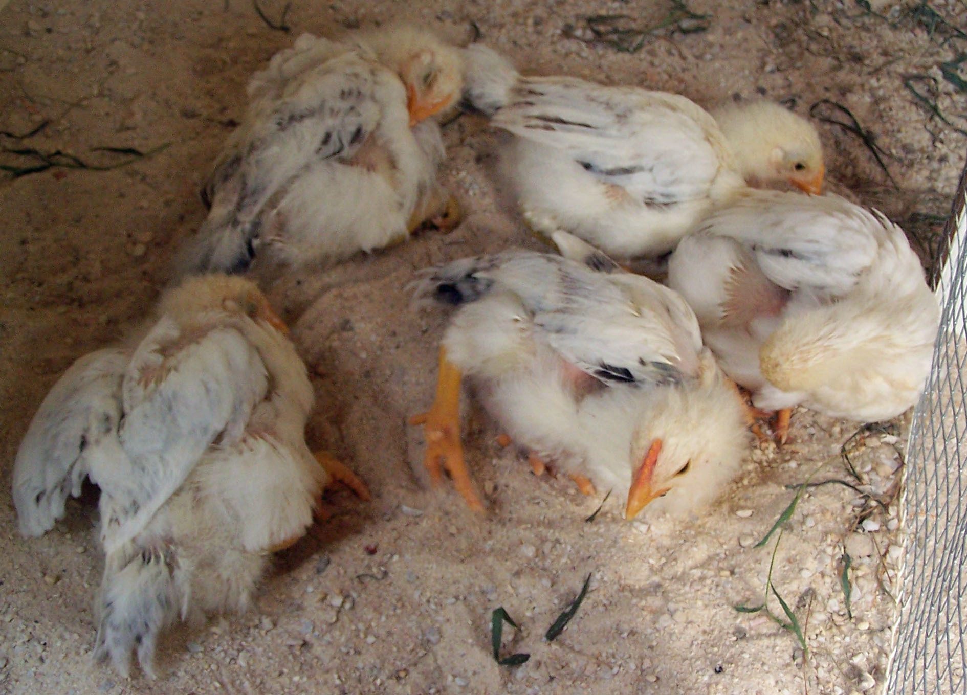All 5 taking dust baths at once!