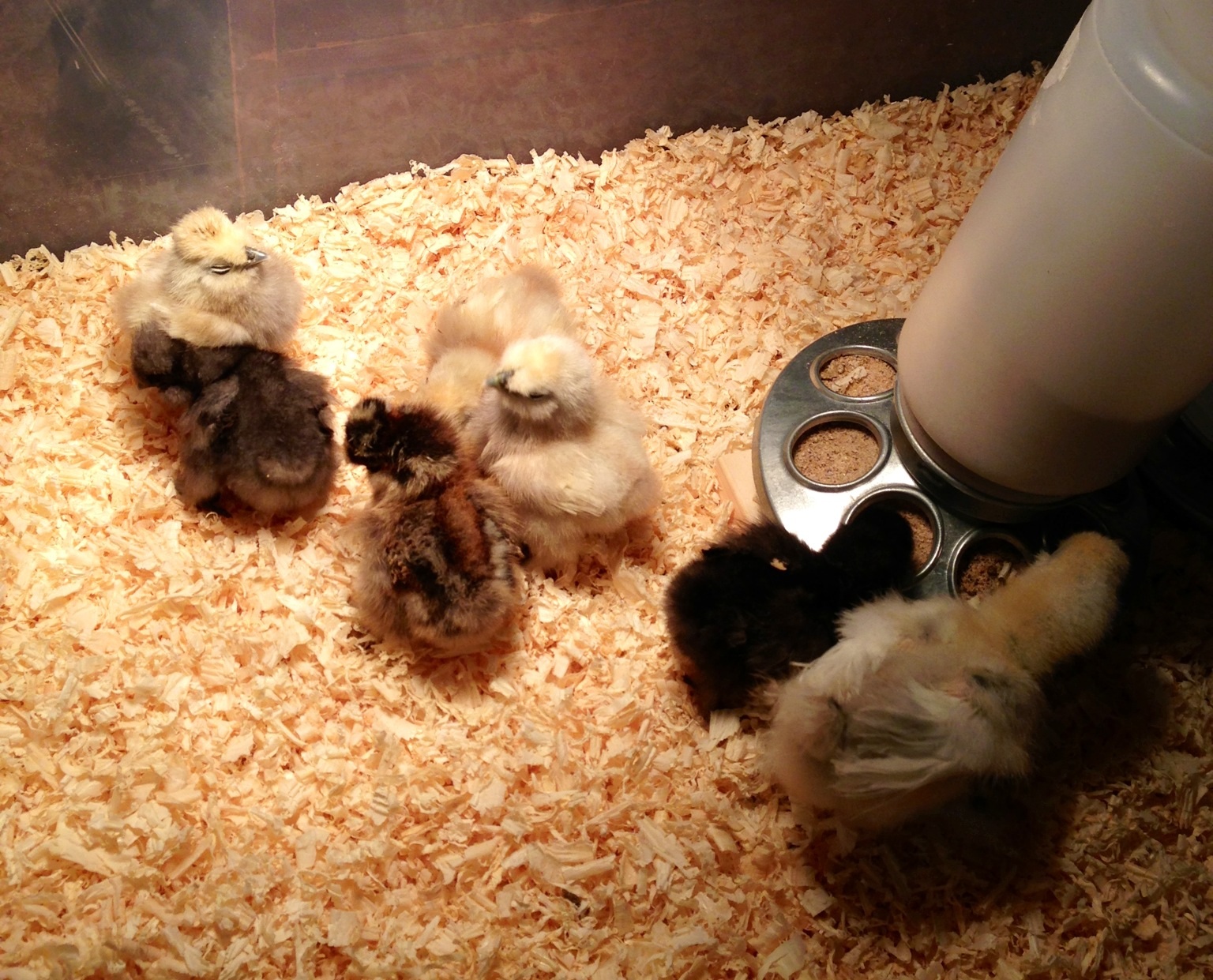 All 7 alive and well!!