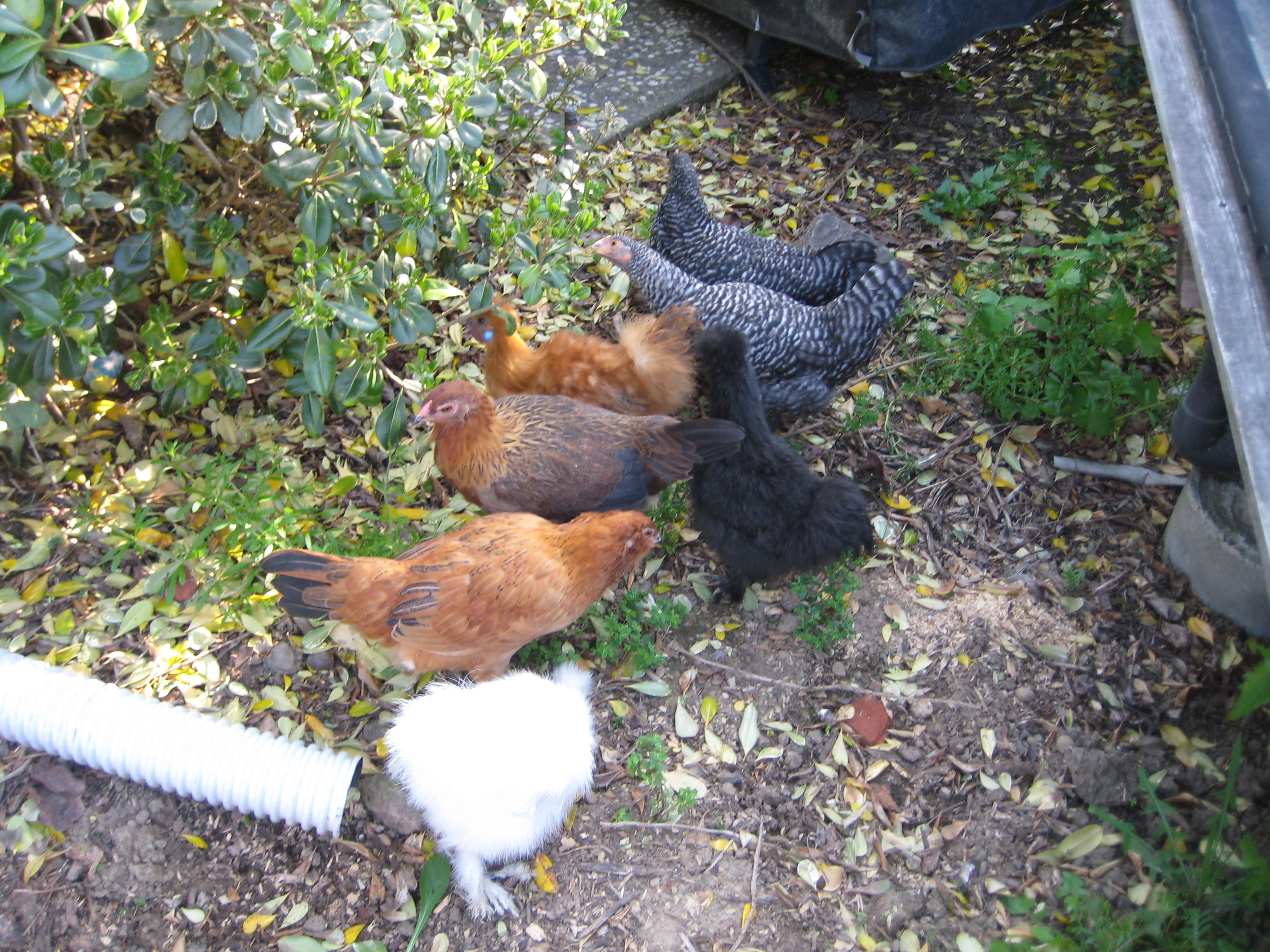 All 7 girls, out to free range for a little while once I'm home. They do like to stay in their one little clump. 12 weeks
