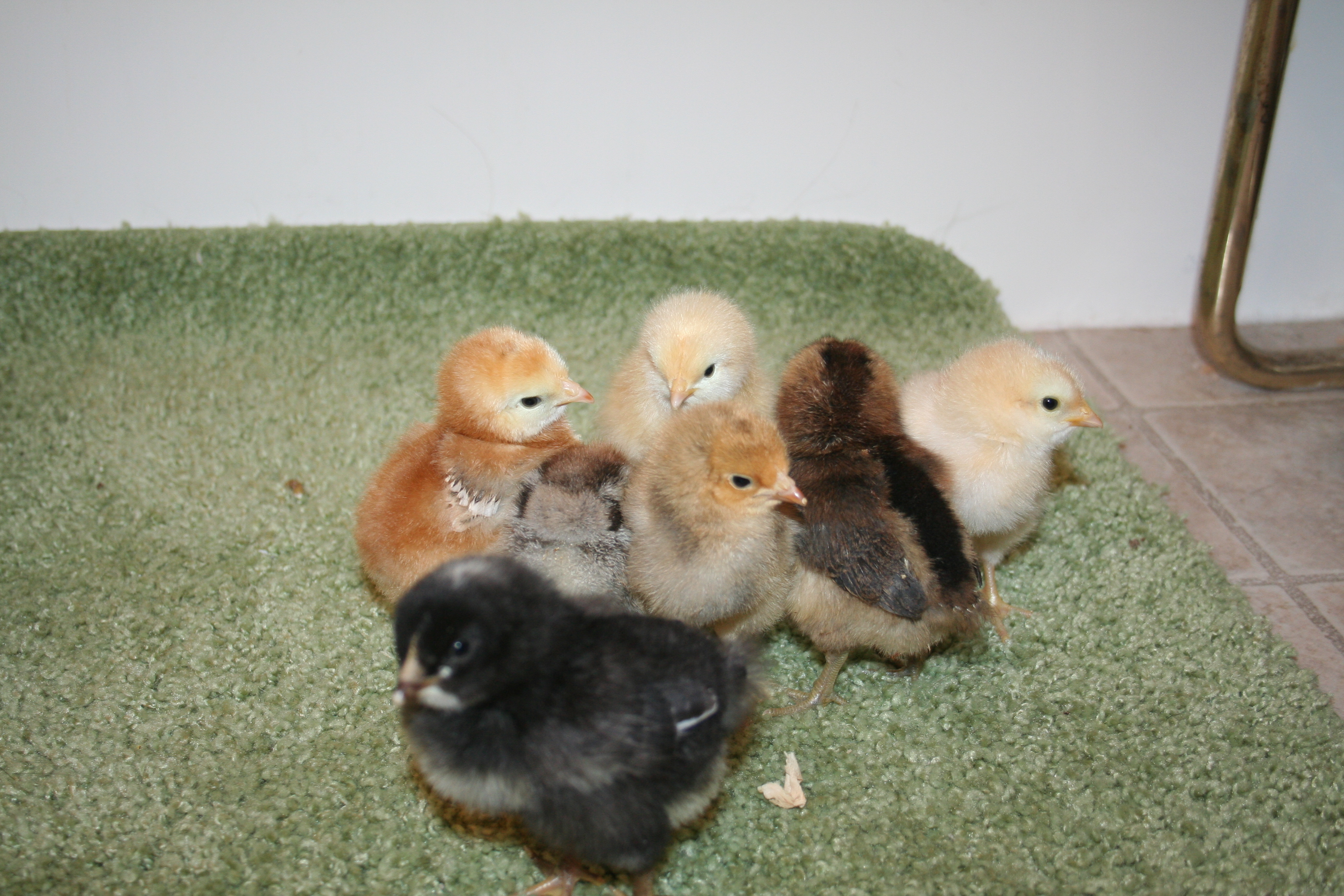 All 7 of them.