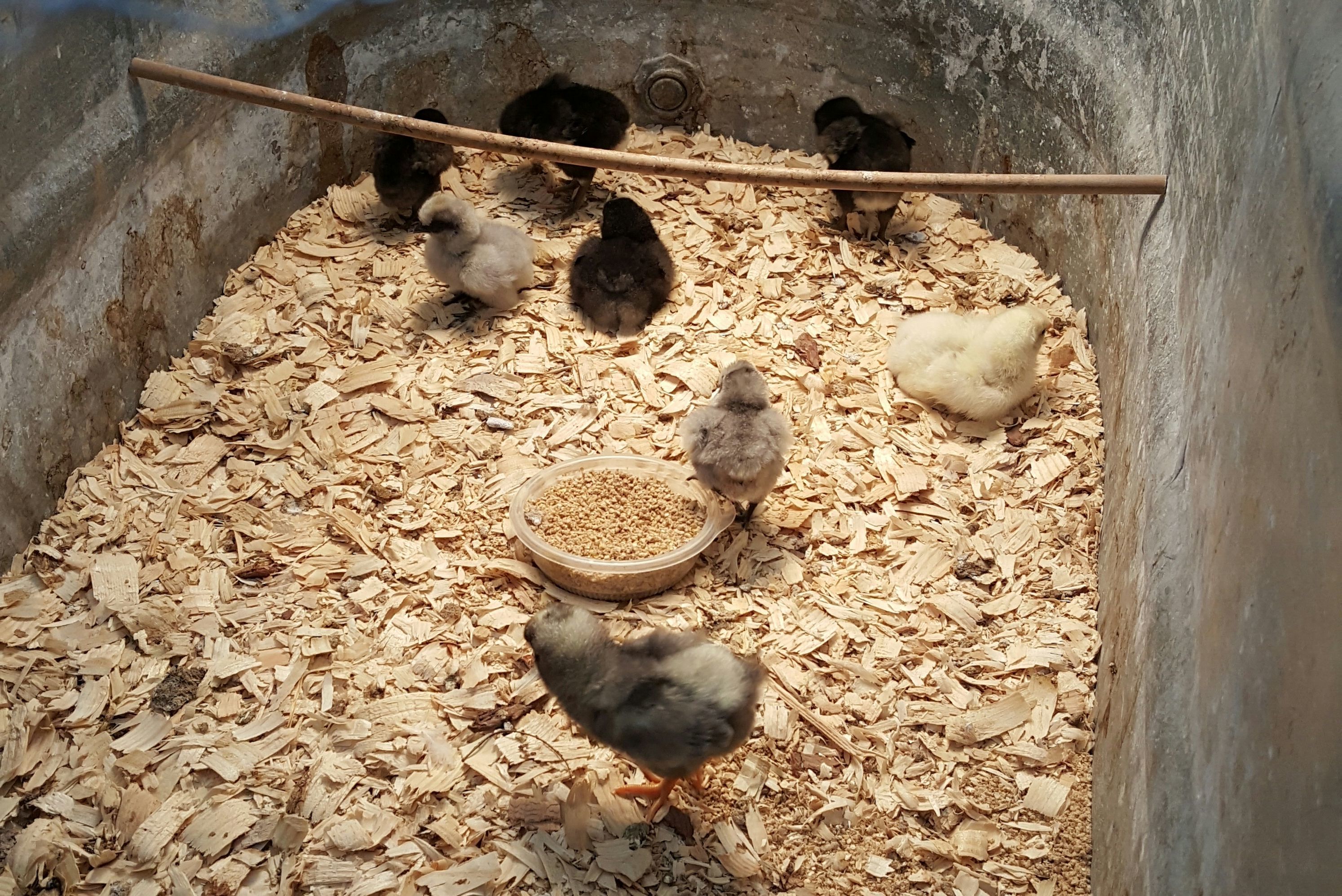 All 8 of my littlest peepers! about a week old for everyone but Tetta, who was two days old