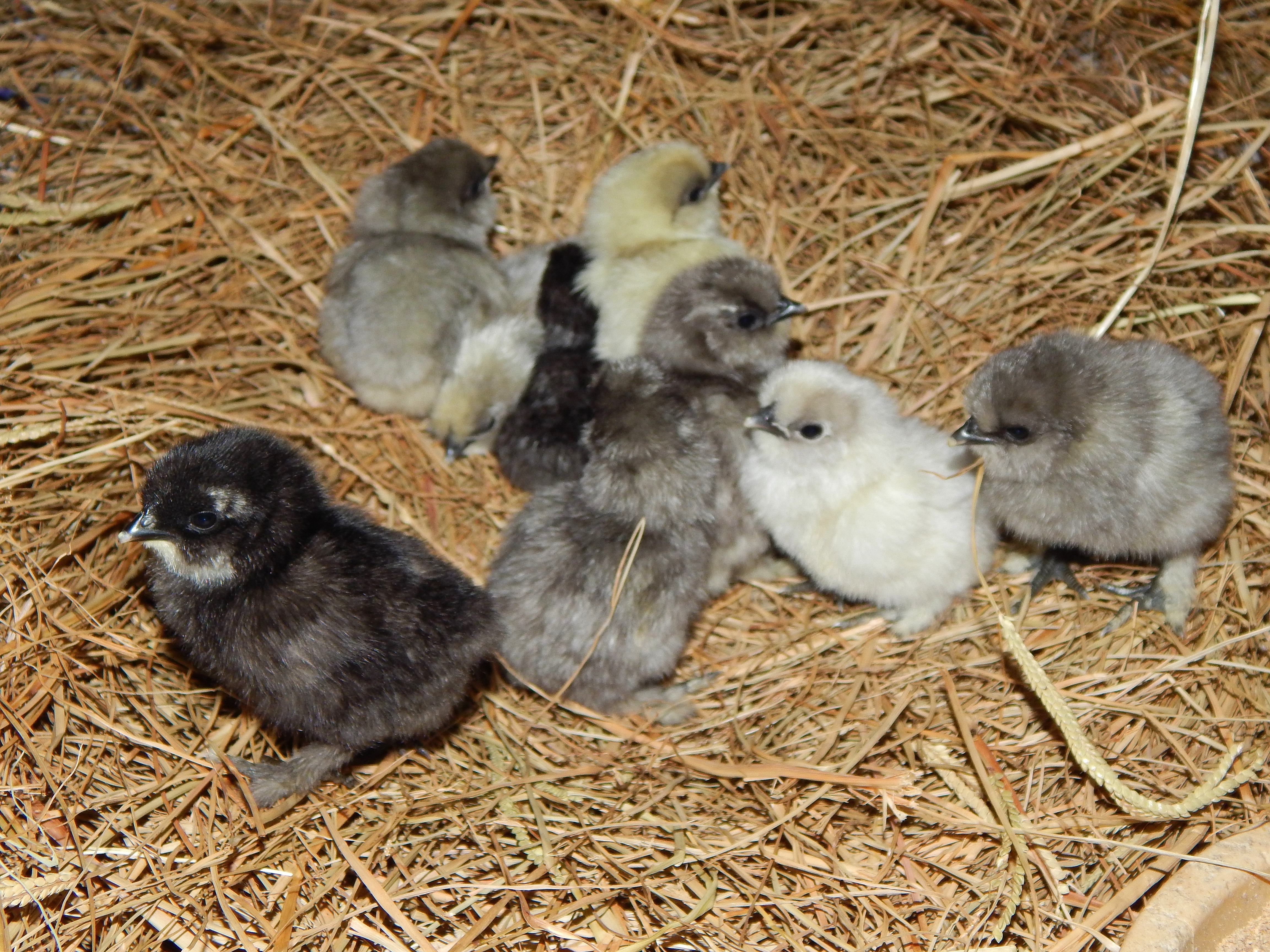 All 9 together and fluffed up.  A couple in the back were still sleep though from the work of getting out of the egg.