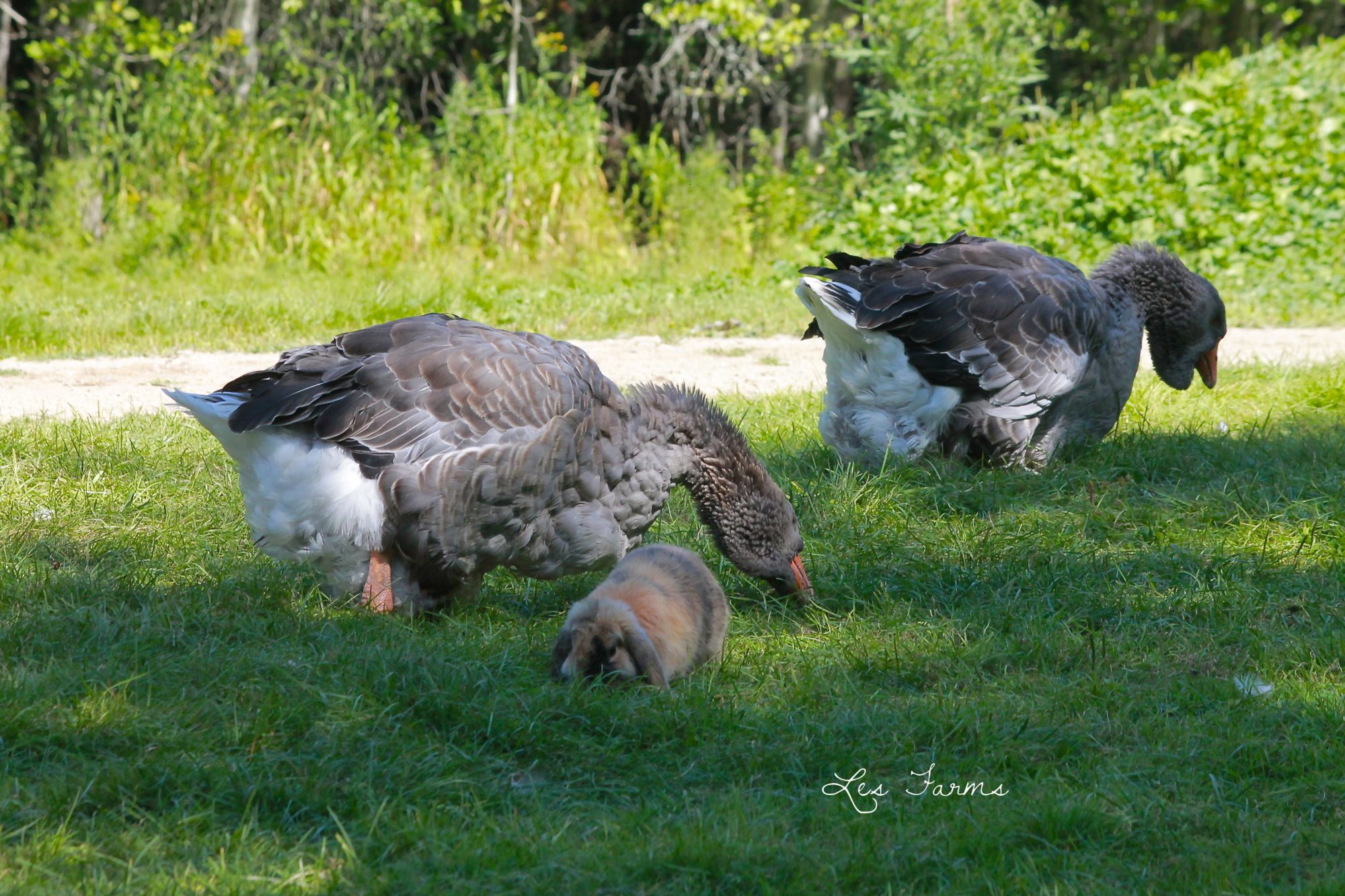 All animals live in harmony