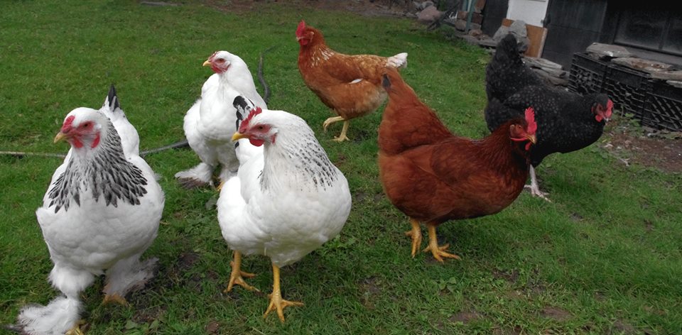 All are handle-able and can be called with dried currant in hand calling "chick, chick, chick" - given as daily treats.
  Left to Right: Light, Brahma,  White Brahma (back row), Delaware (front row,) Red Star (Prod Red,) Buckeye, Cuckoo Marans.
Named:  Sweets, Brahms, Della, Cocoa, Emma, and Moira.
Demeanor: - Light Brahma- Bully, gentle with people; White Brahma- gentle all round and broody; Delaware - Head Hen authoritative and firm, social with people;  Red Star- smart, quick and HUGE eggs; Buckeye- Bully, enforcer of pecking order, very independent, Will come sit in lap; Cuckoo Maransv-vGentle with people, cries a bit, "difficult child" at first.