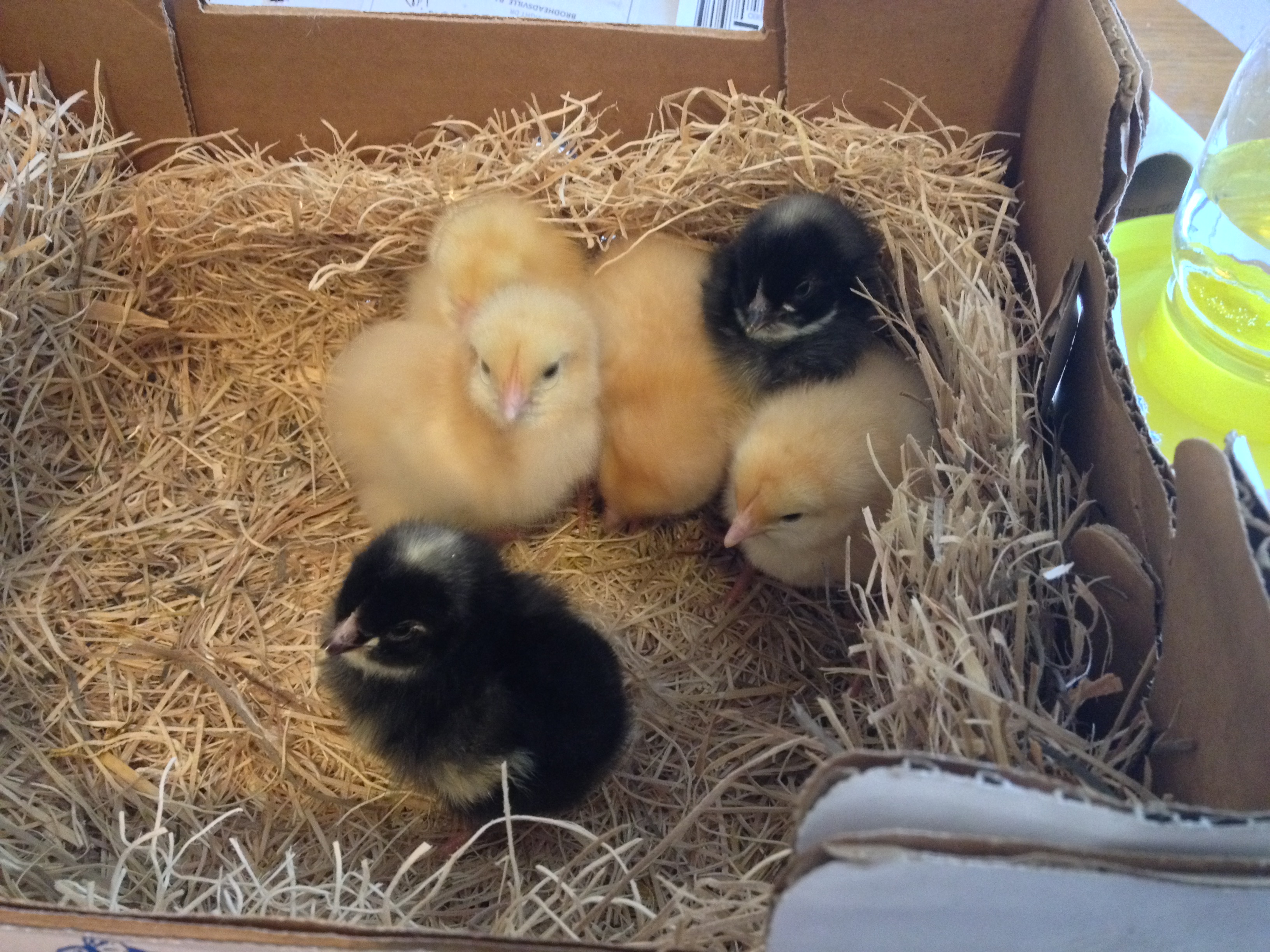 All arrived happy and healthy!