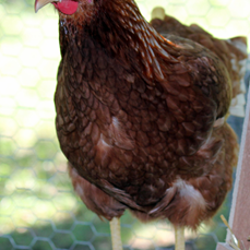 All Blue Ribbon hens