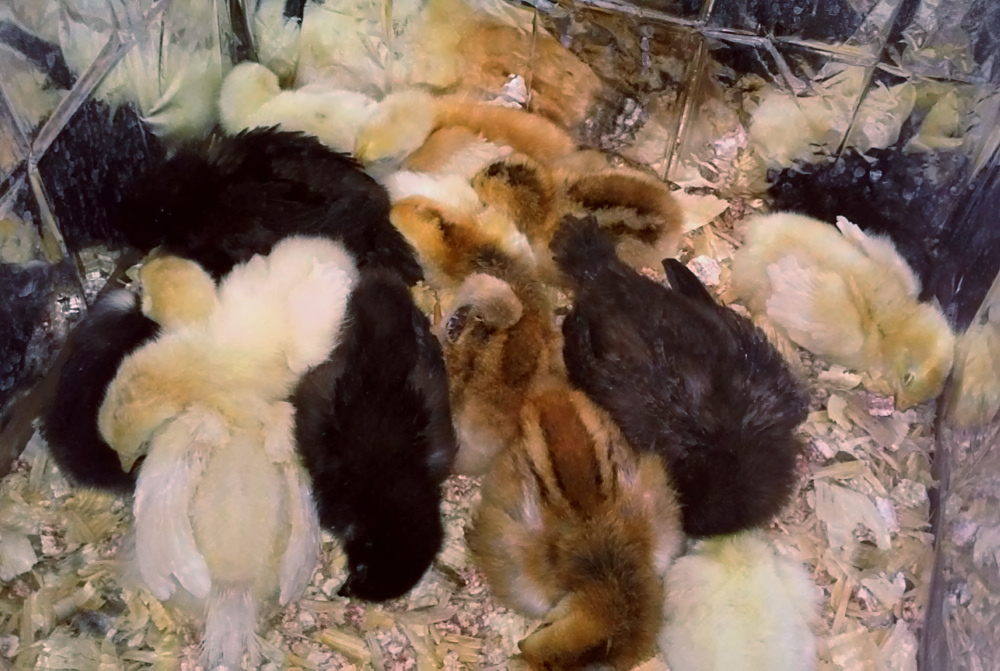 All cuddled up in the sleeping-room.