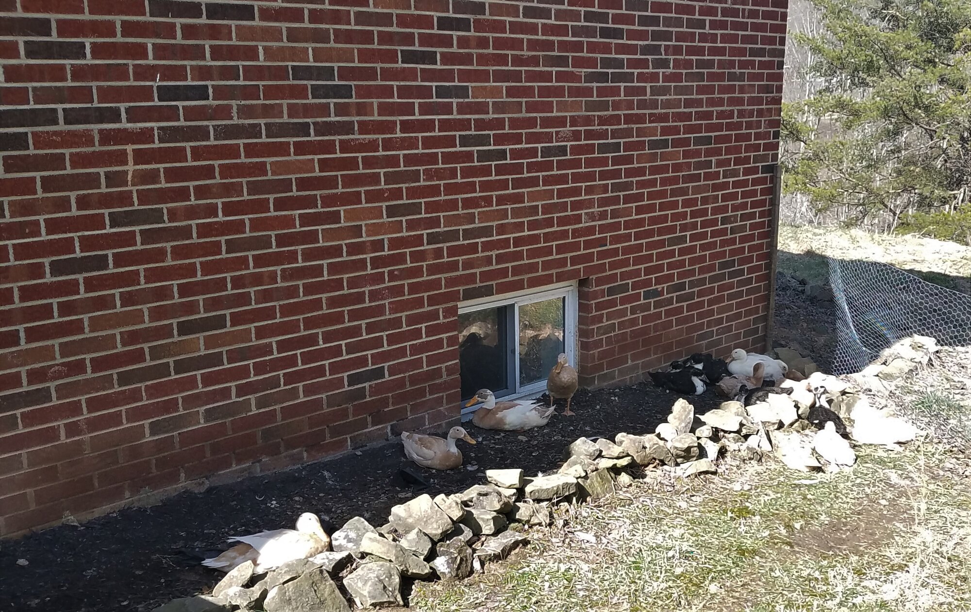All ducks resting - somewhat together