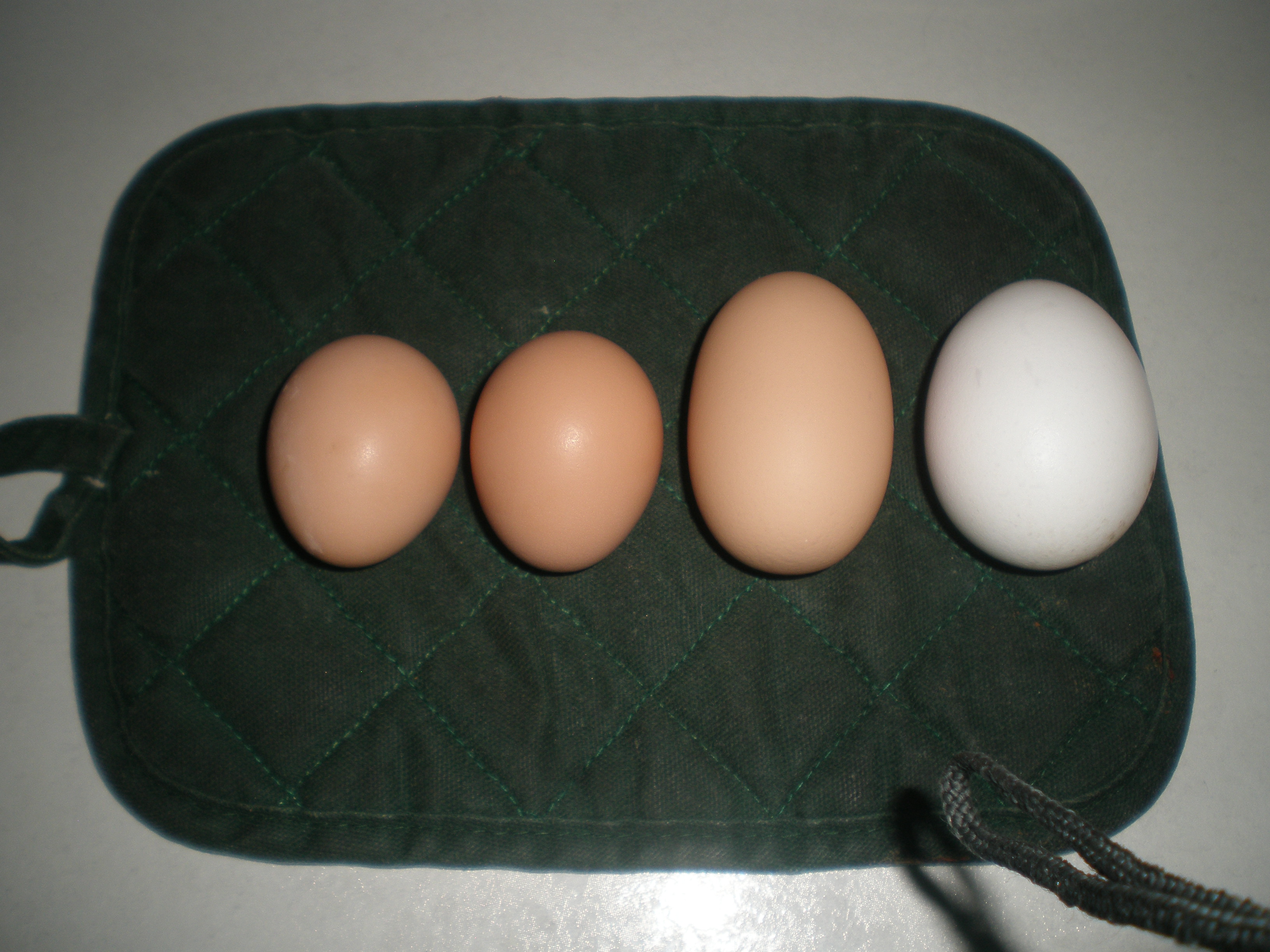 All eggs so far 7/29/13