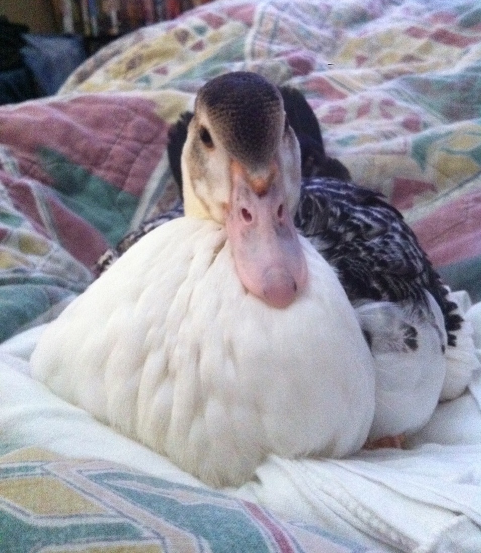 All feathered out!