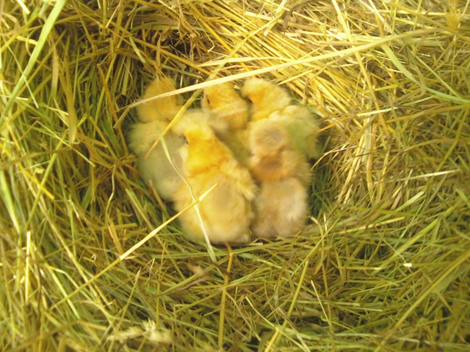 all five, 5 days old!