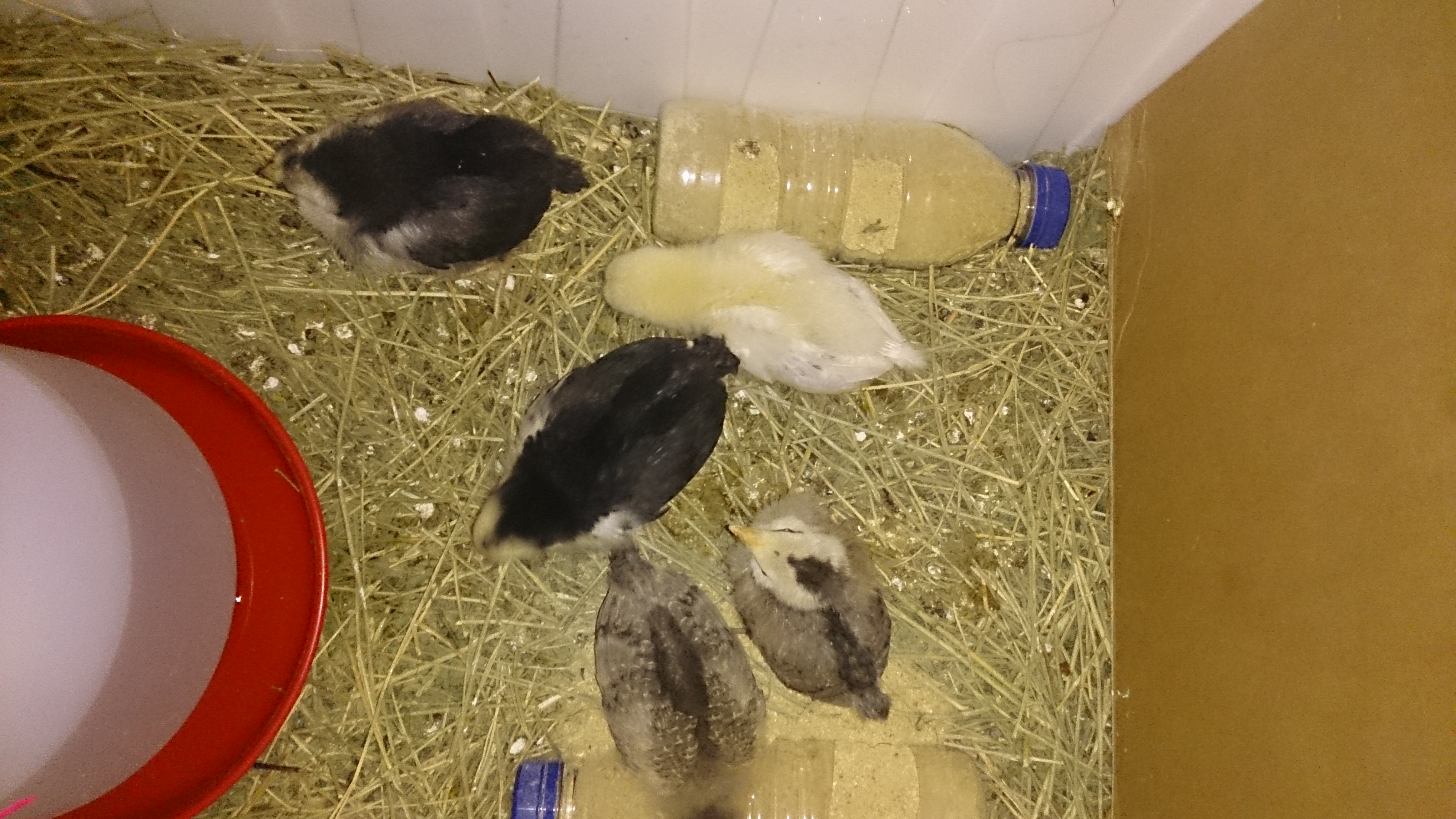 All five babies in brooder