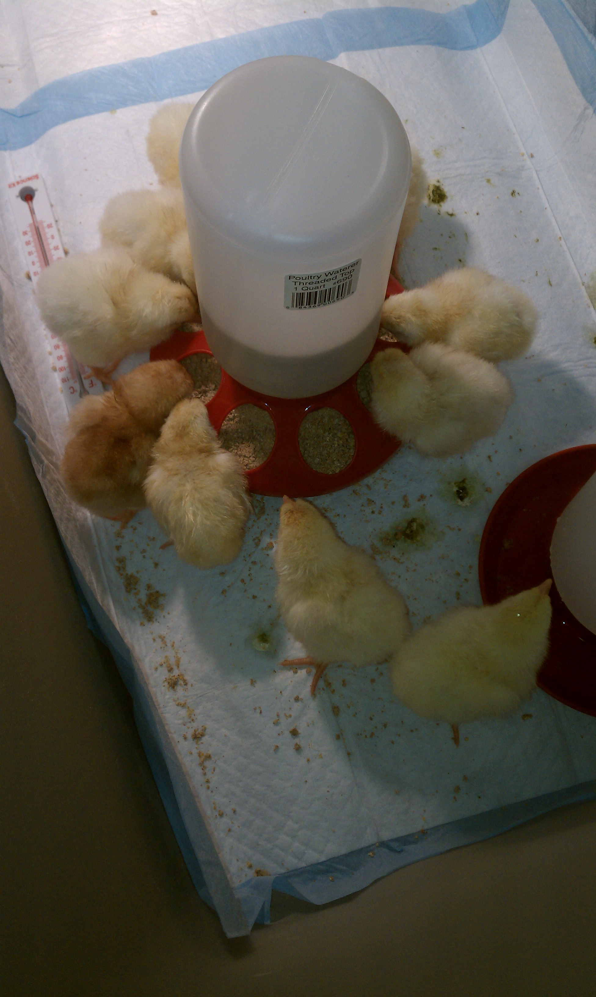 All fluffed up.