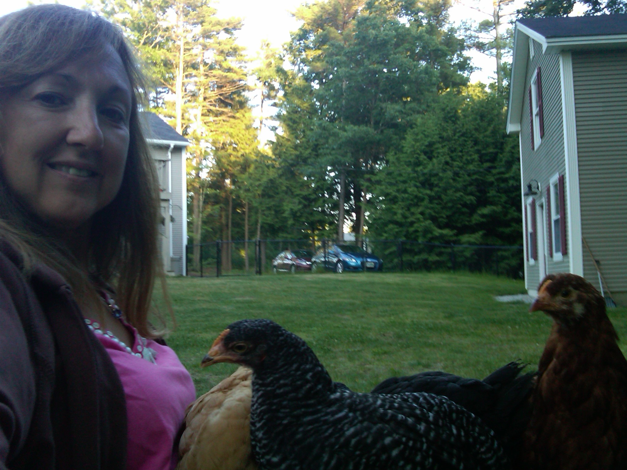 All four girls sitting on my lap ....... Bonnie (Buff Orpington) is always the first to come up and snuggles up closest to me.