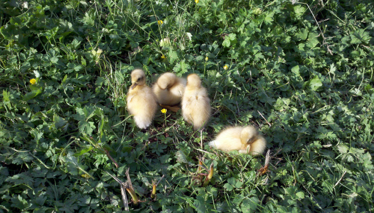 All four of the ducklings from summer 2013