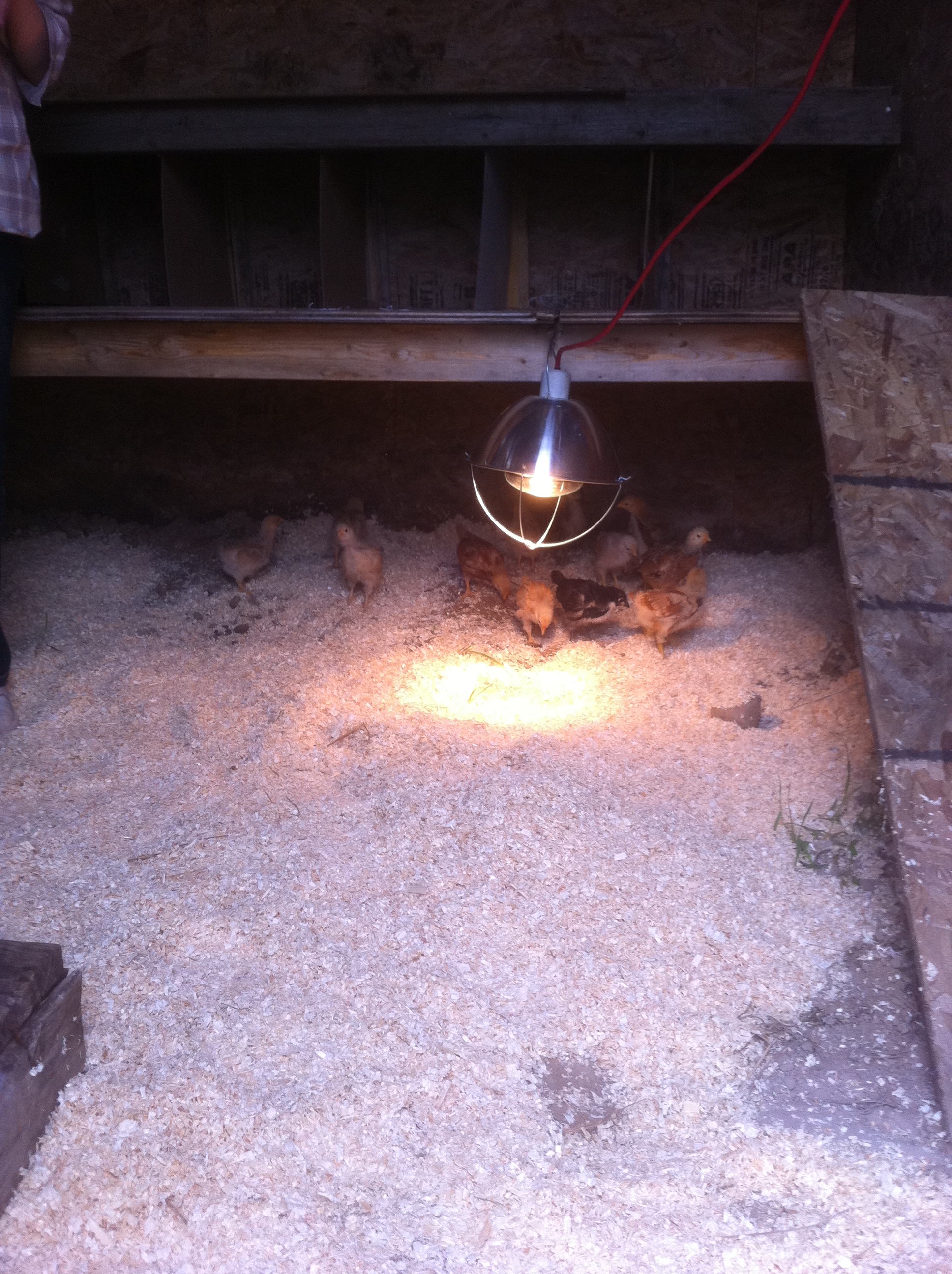 All gathered under the safety of the heat lamp for their first night in their new home...