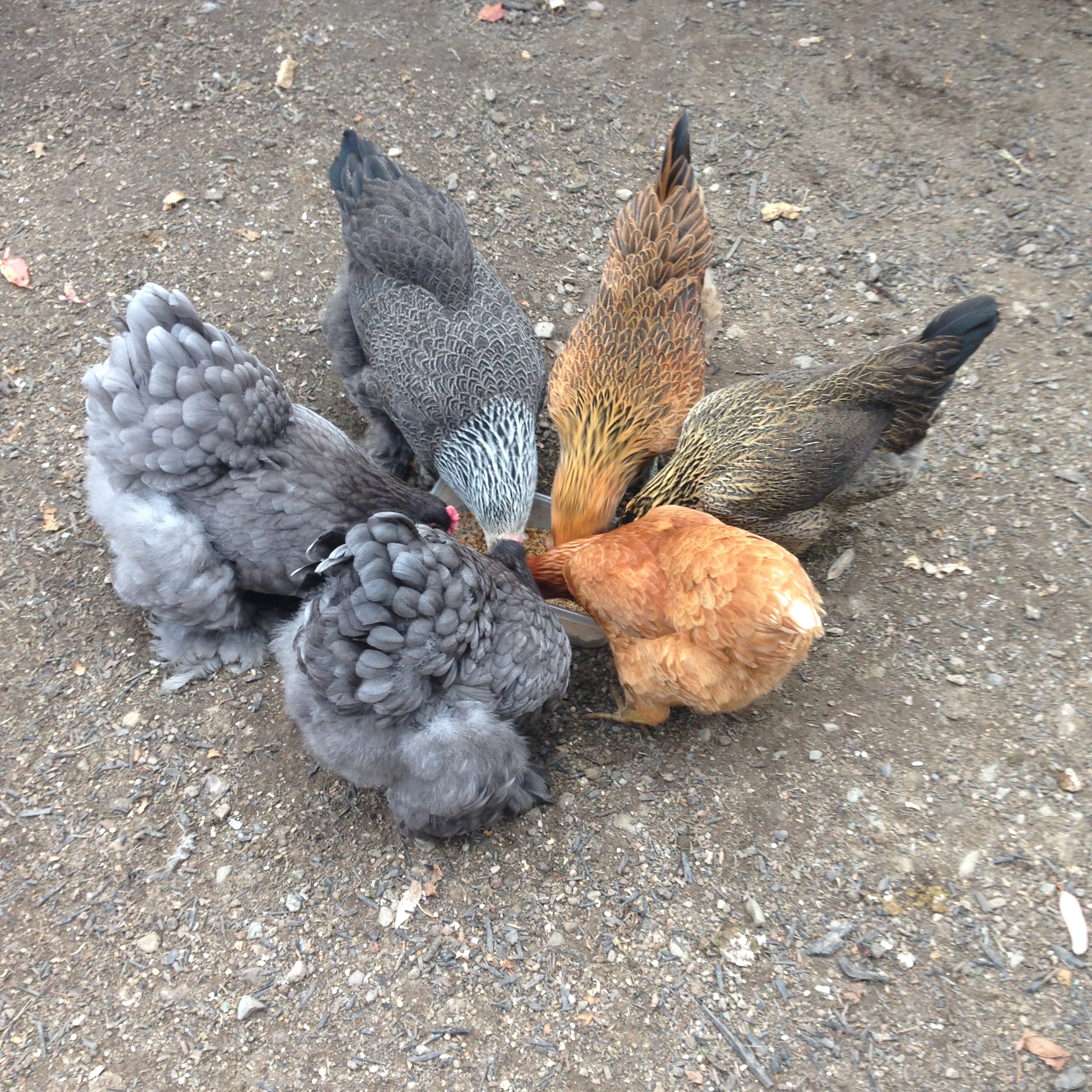 All grown up and starting to lay.  I have (2) blue Cochins - one starting to lay, (1) Bantam - not laying (2) Americanas - one laying and (1) Rhode Island Red - a real keeper and I wish I had more because she is friendly and lays constantly.