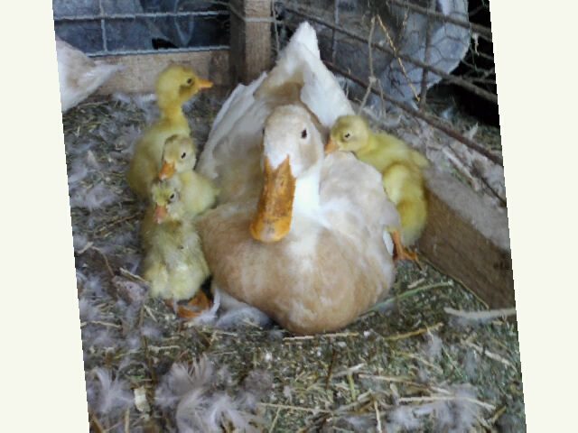 All Hatched. Proud Mother