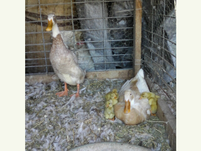 All Hatched. Proud Parents