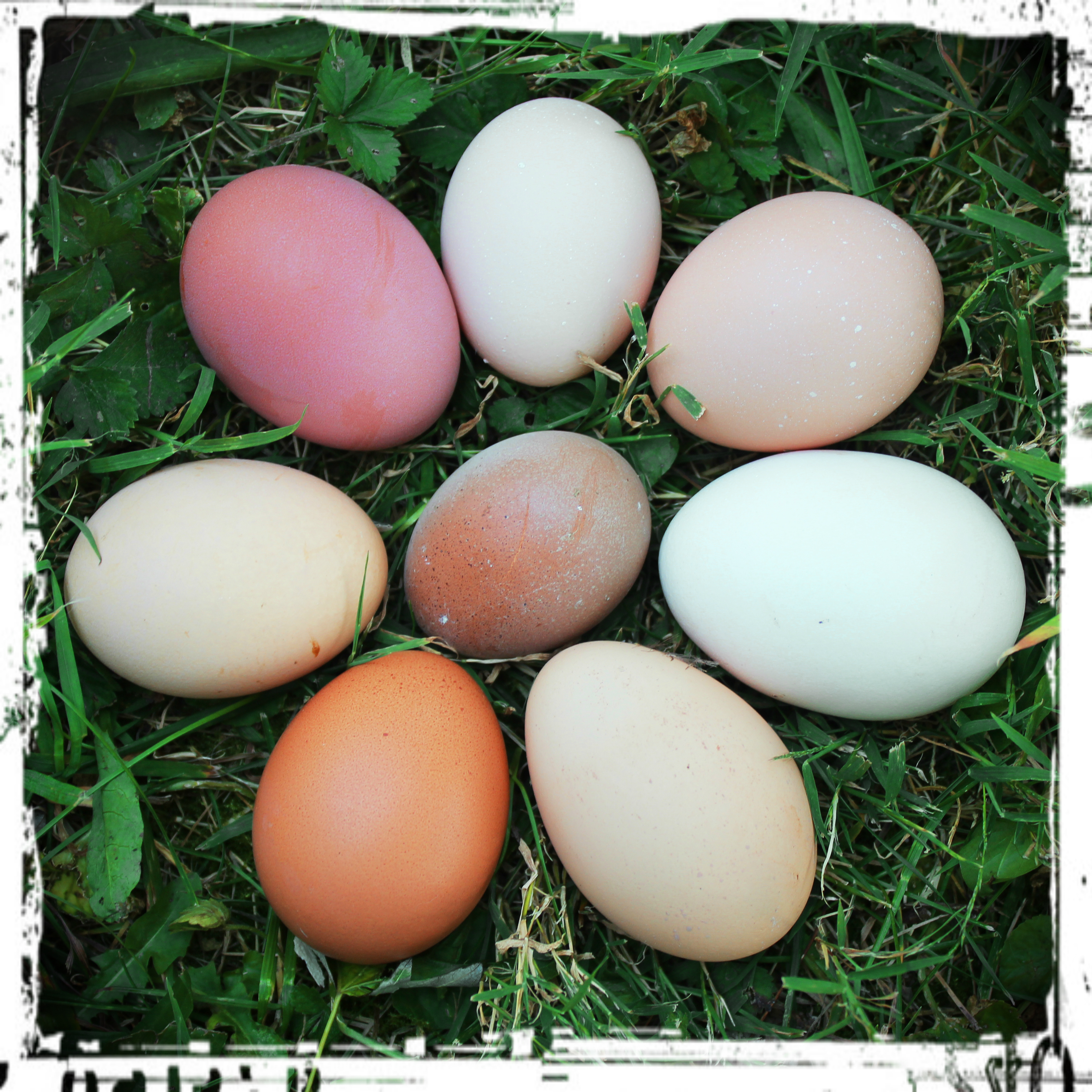 All in a day's work (middle egg the first laid by our Blue Copper Maran)