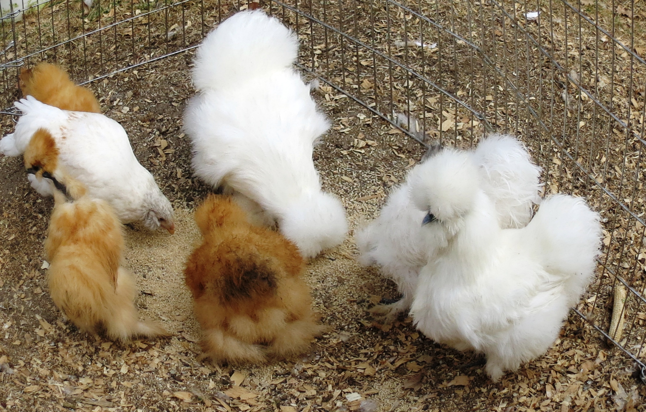 All in the family (and my little easter egger)  :)