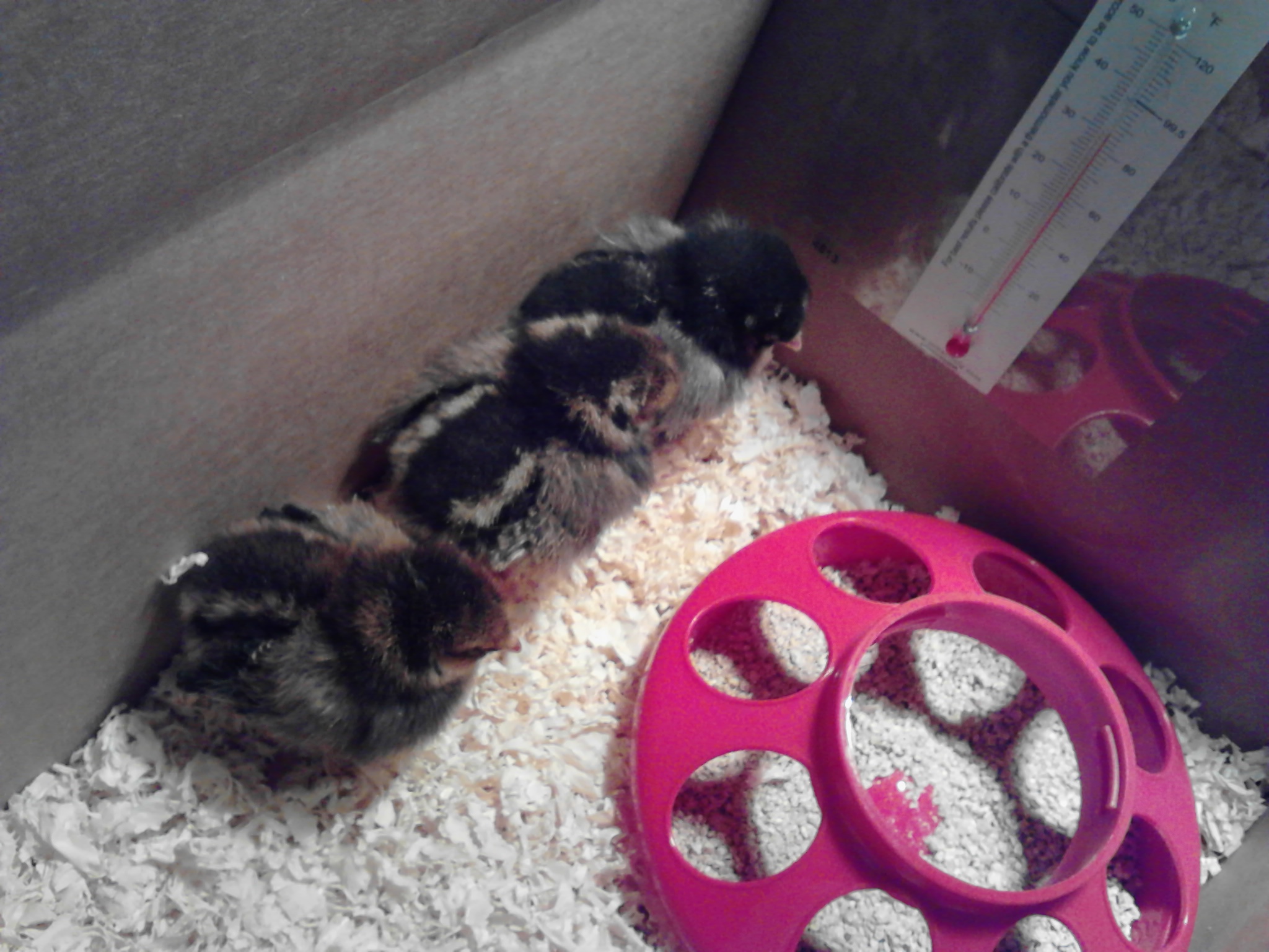 All lined up in a row in their intermediate brooder before we get home (a cardboard box).