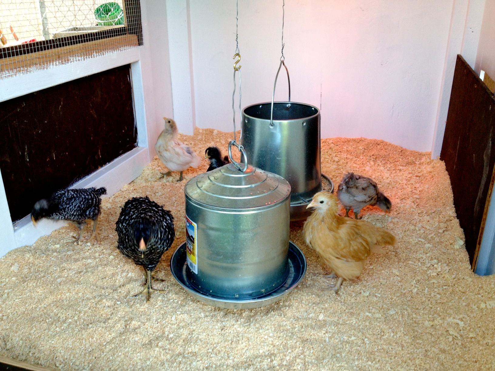 All moved in the the chicken castle. They love it!