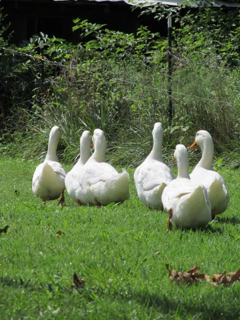 *
all my 6 pekins