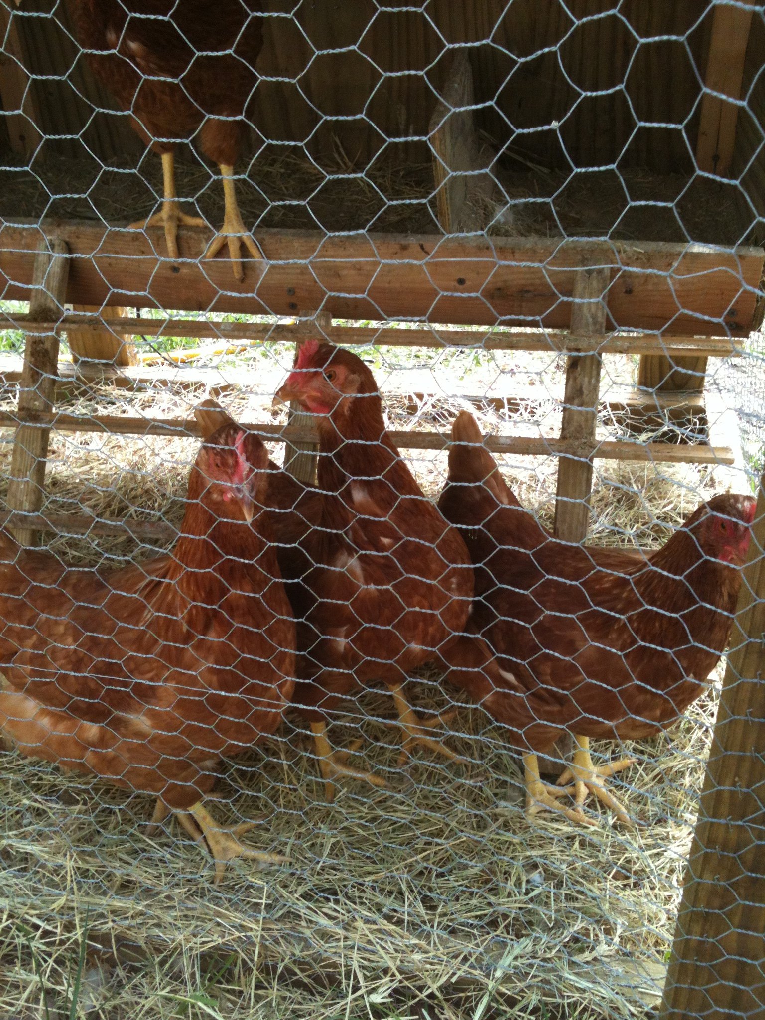 all my babies!!..Lost 1 due to freeze in Florida & lost 2 in Texas due to triple digets heat!! RIP!!!
Learnin the hard way!!