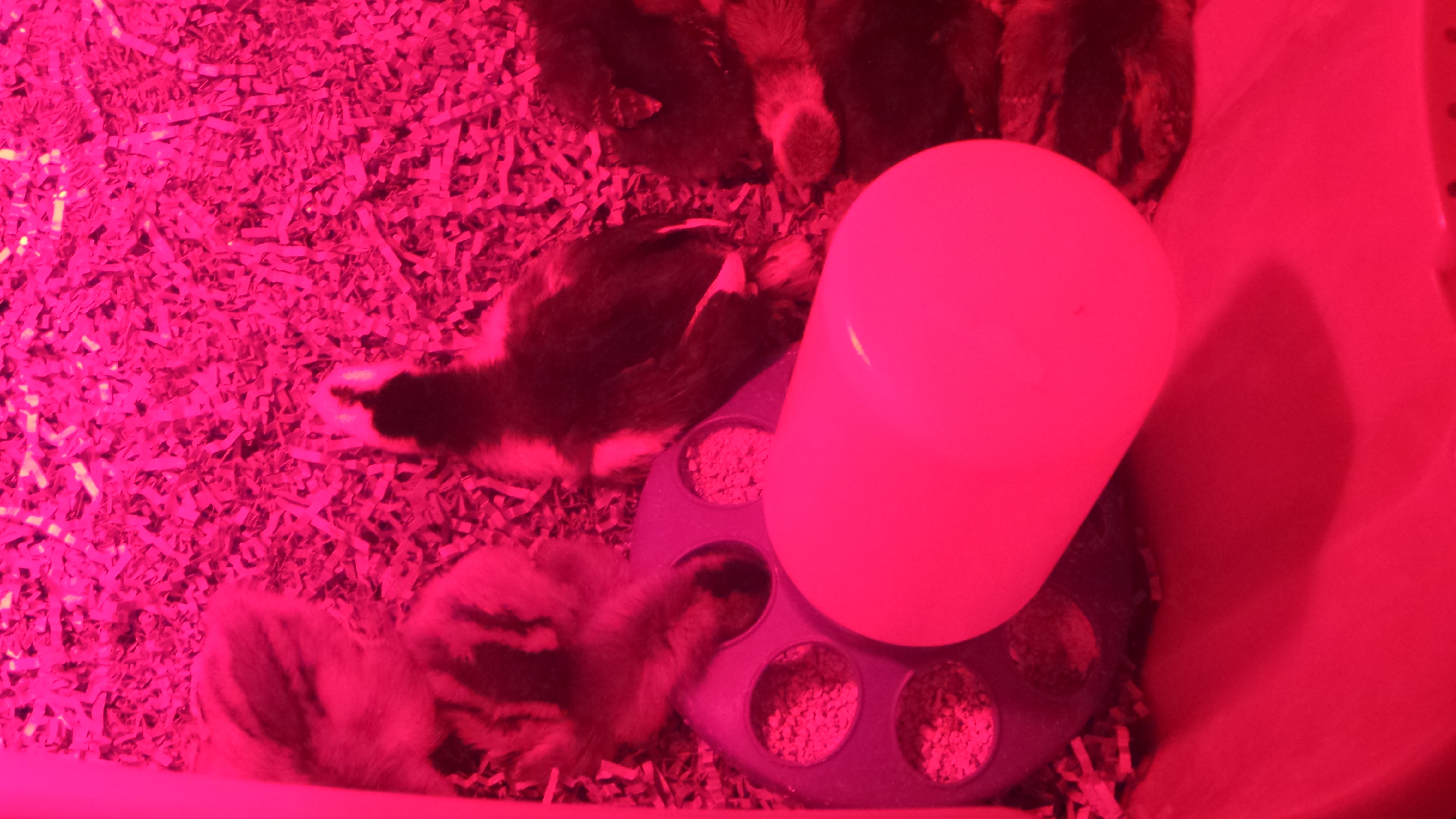 All my chicks asleep after eating.