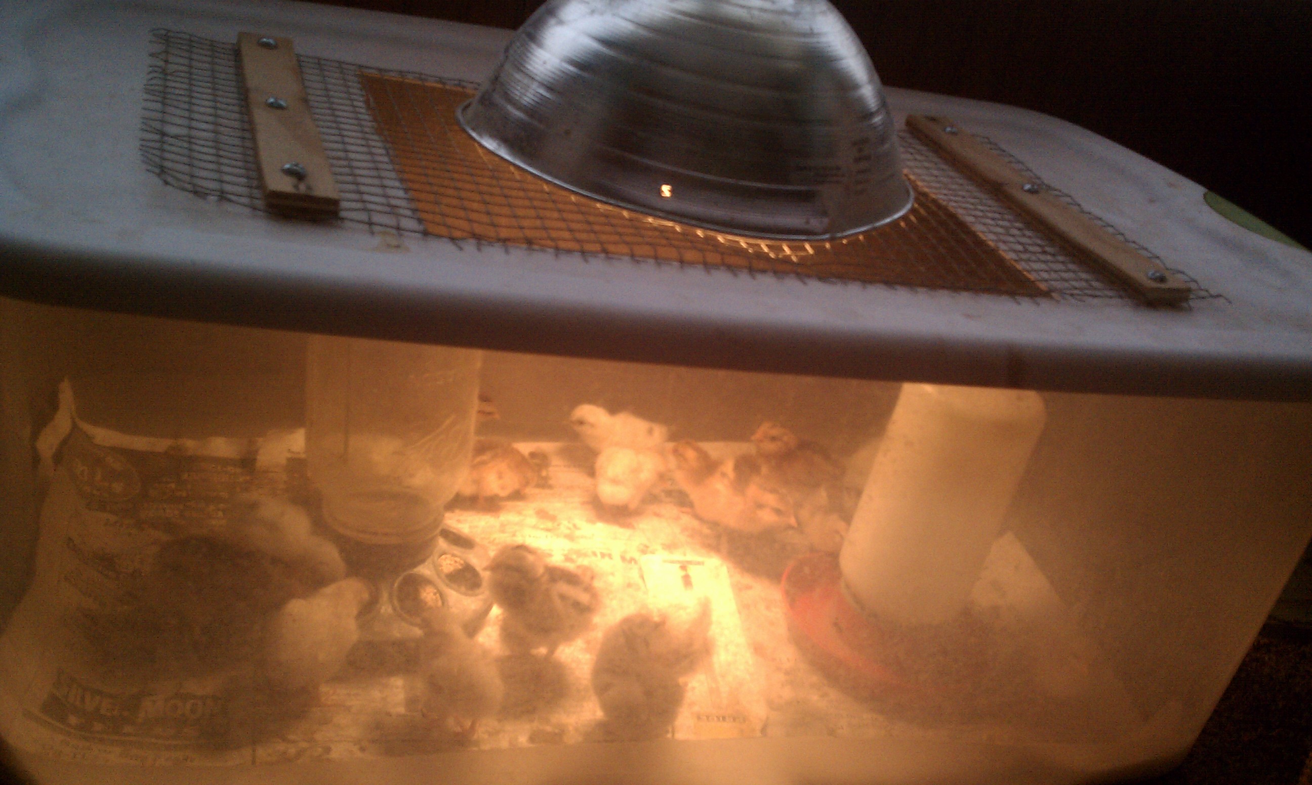 all my chicks in the brooder box