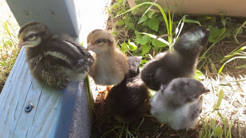 All my chicks together! I've had them for about a week and half now.