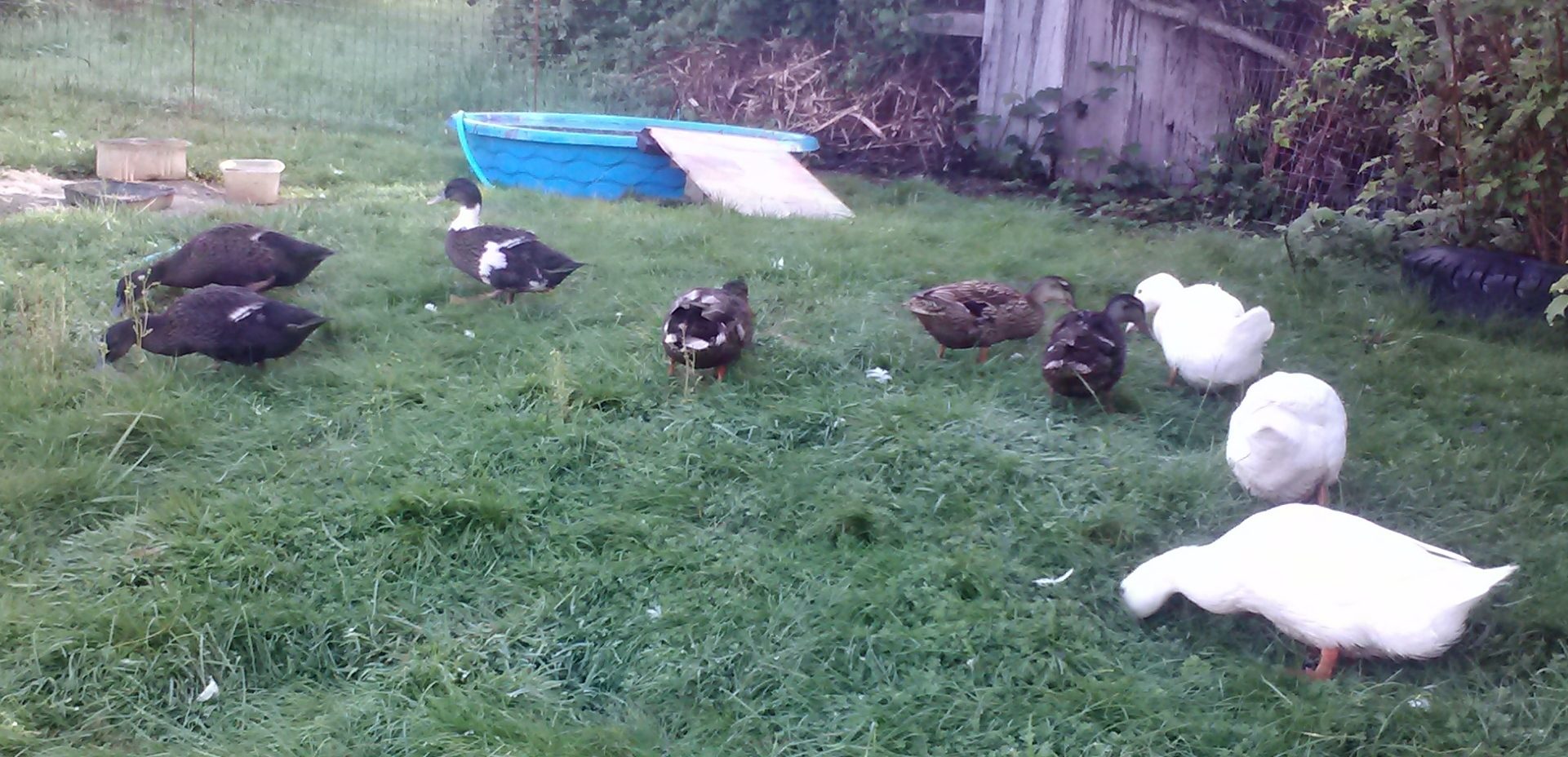 ALL MY CREW BUT NUGGET