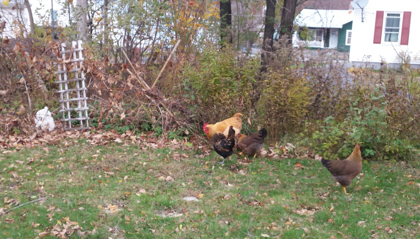 All my flock, Anne, Penns, Eileen and the twins.