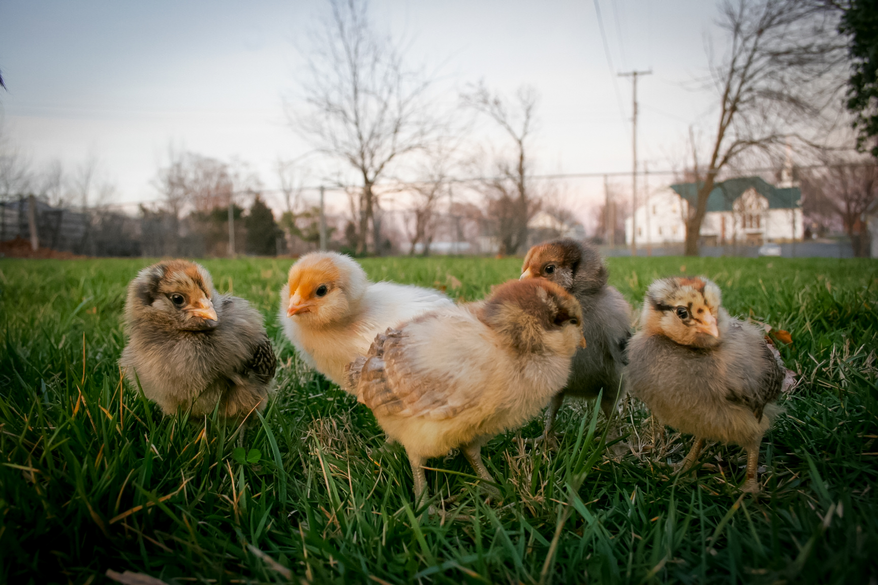 All my girls :)  (10 days old)