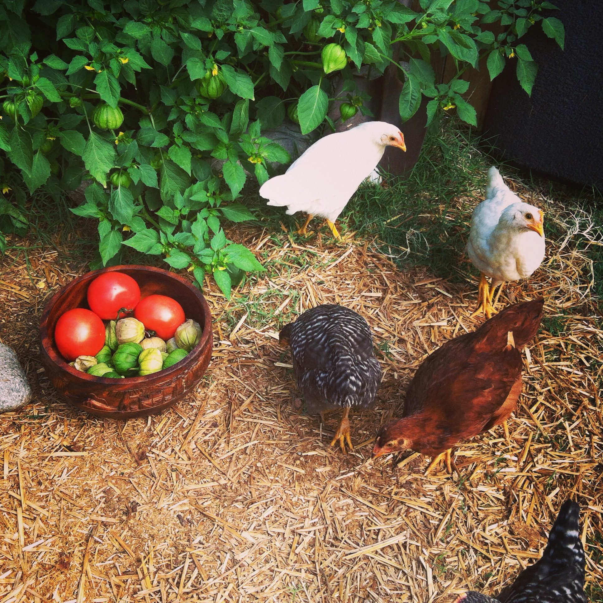 All my girls and freshly picked tomatoes and tomatillos from my garden