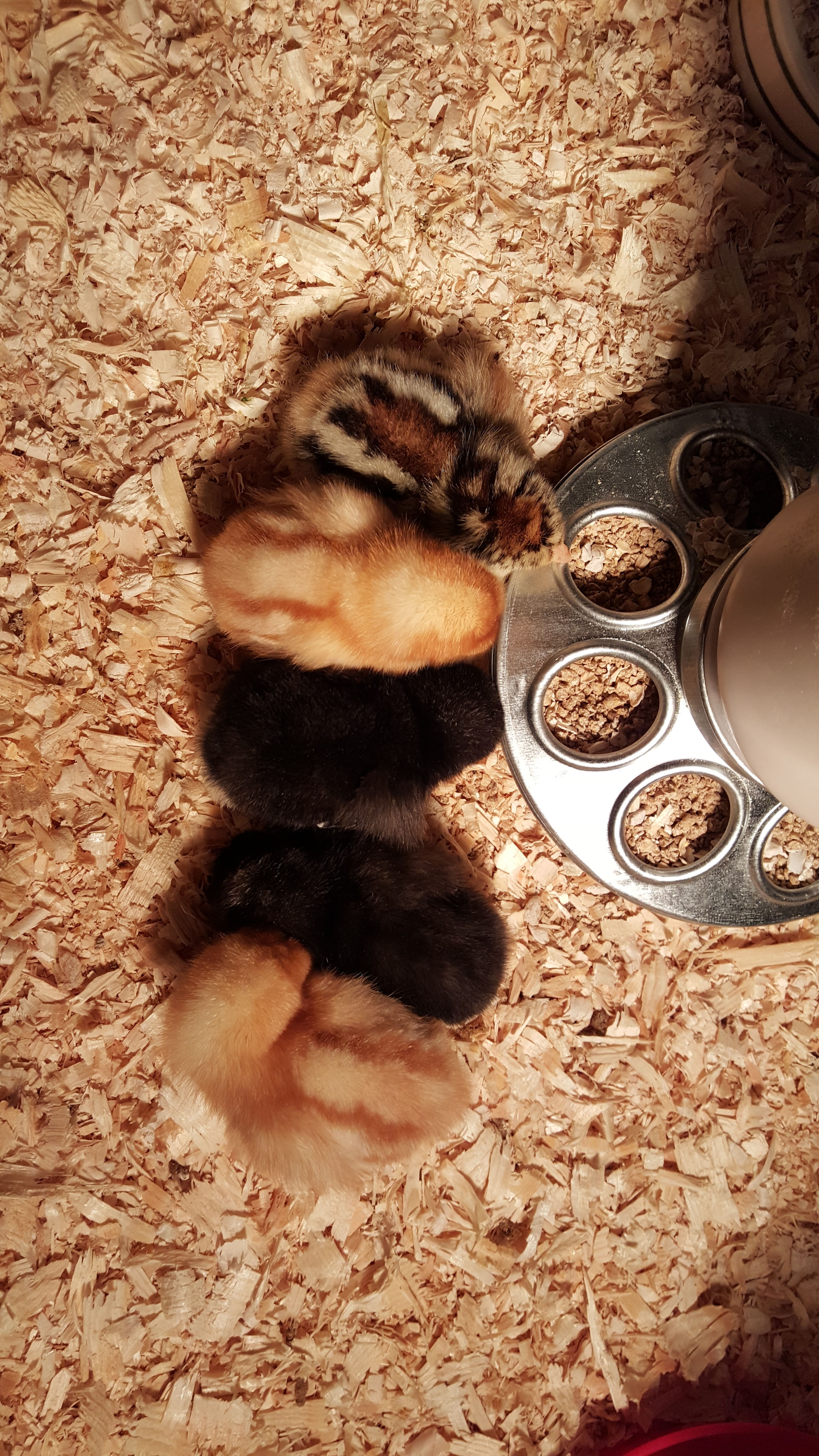 All my girls falling asleep