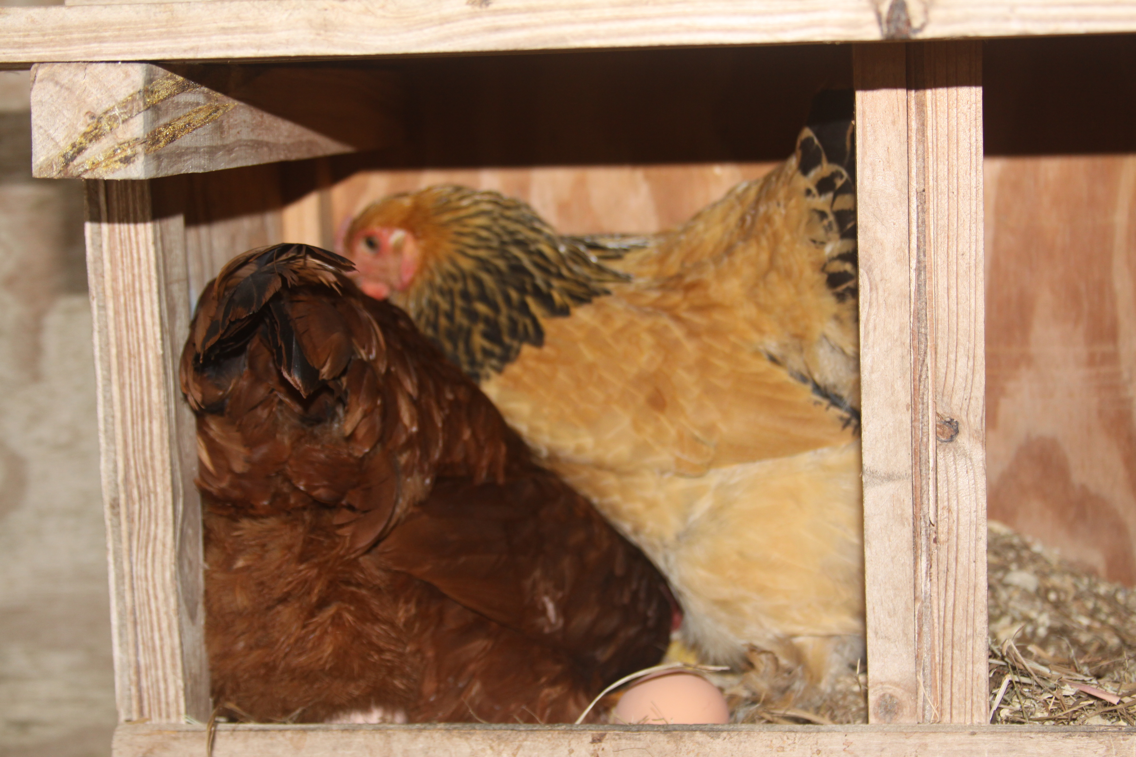 All my girls like the same nesting box!