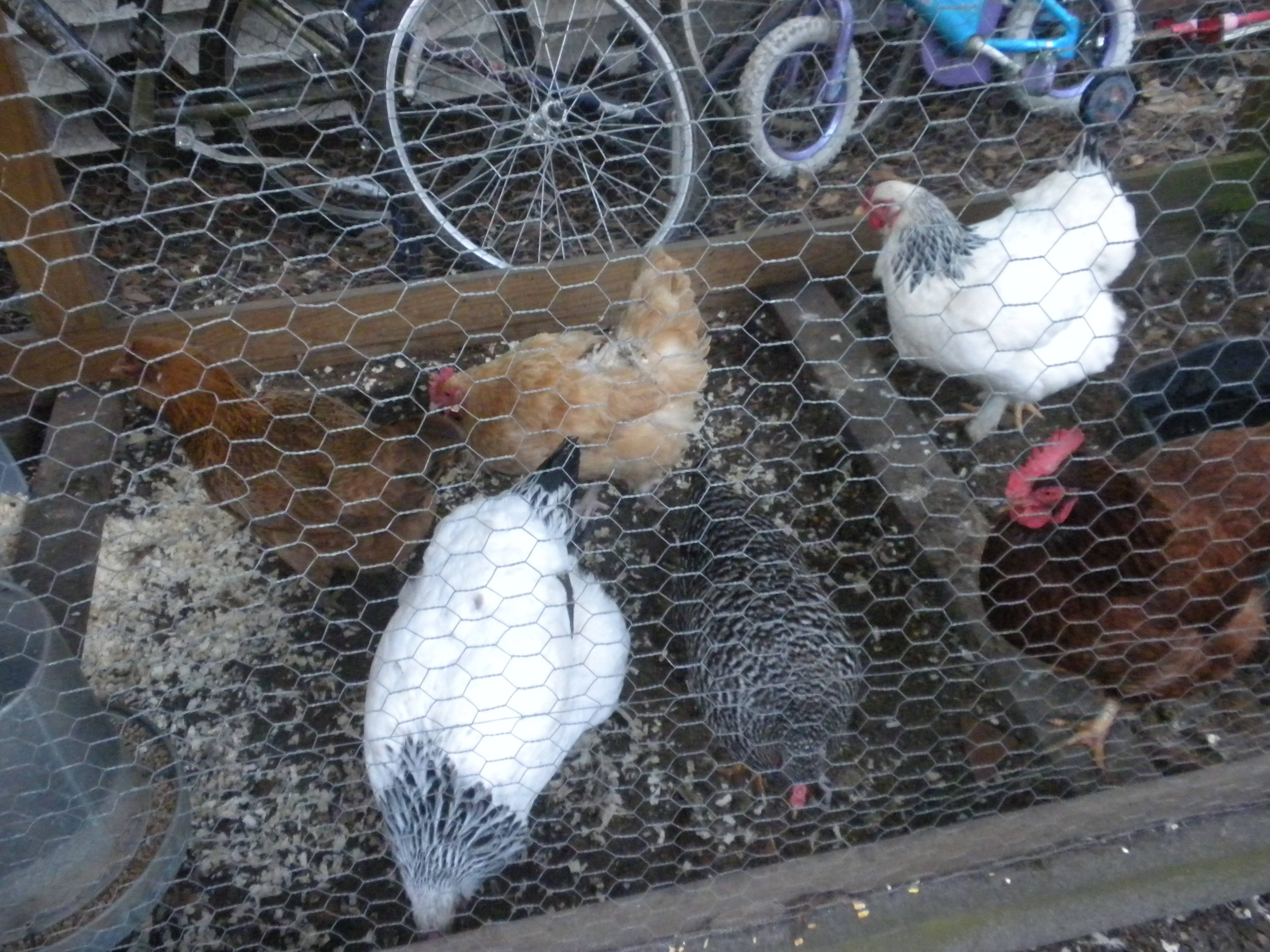 All my girls! Starting in the back left we have Suessy and EE, Creamsicle a Buff Orpington?, GiGi (for gentle giant) a Brahma, now to the front left we have MiMi a Brahma, Bawk Bawk a Dominique and Abigail the RIR.