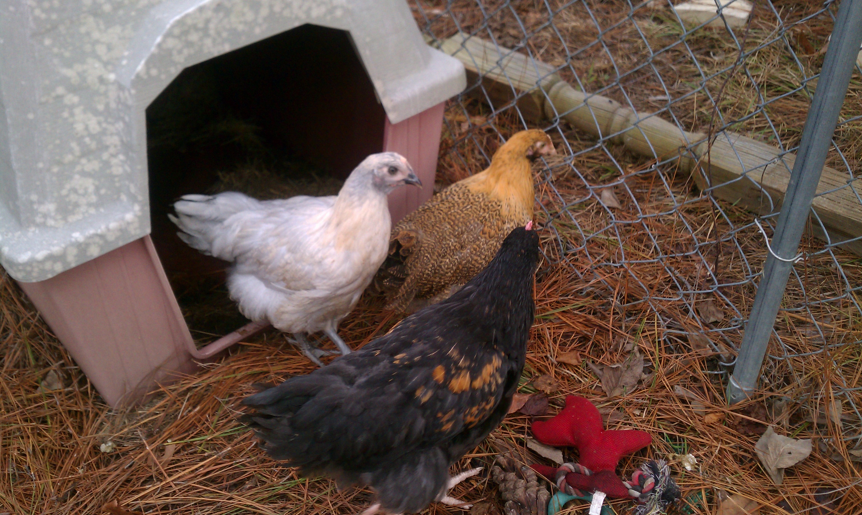 All my Orpington ladies