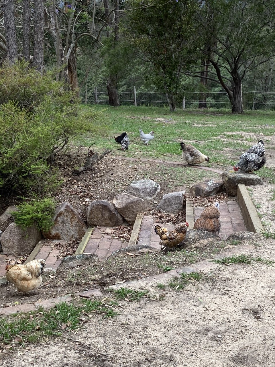 All of my chickens