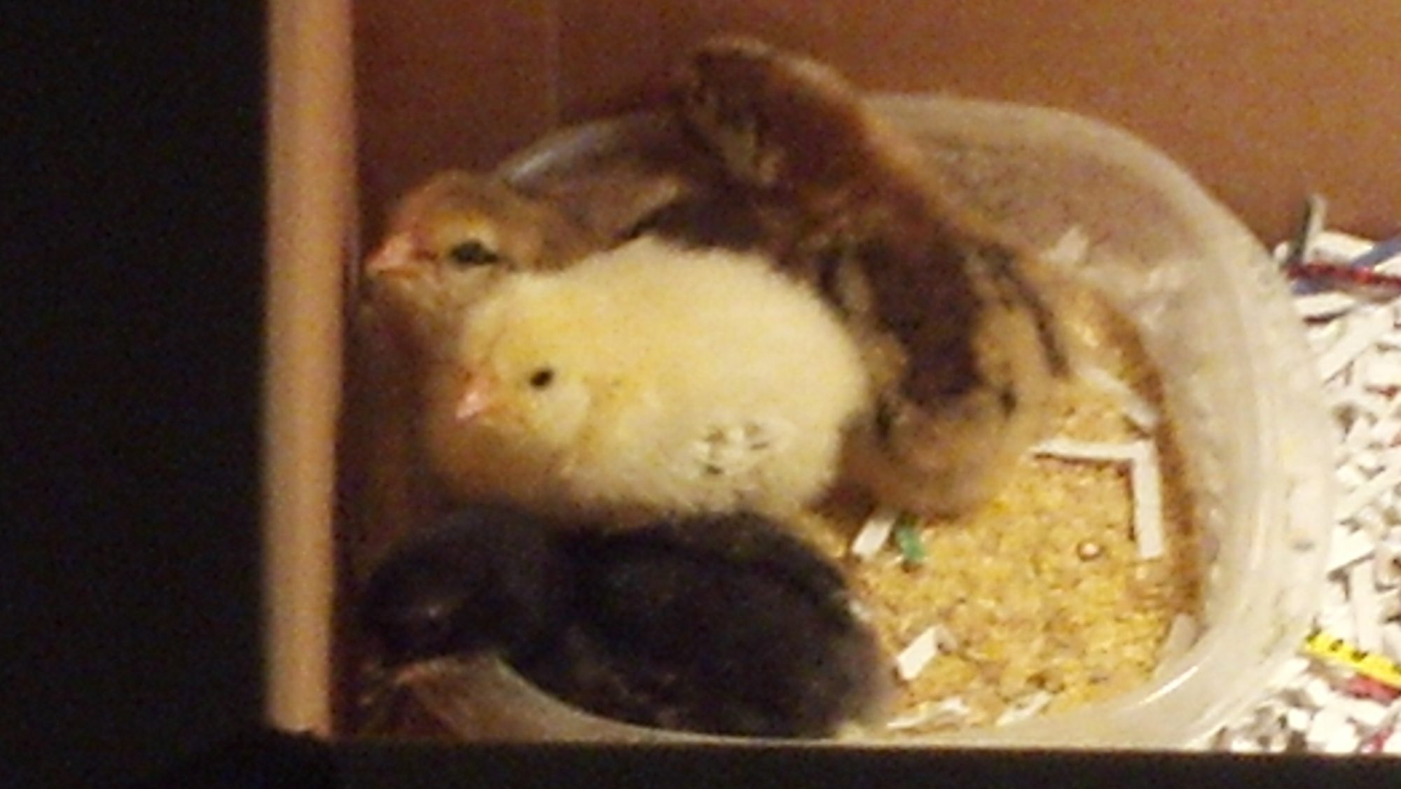 All of my chicks looking at me taking a picture, but Harbinger